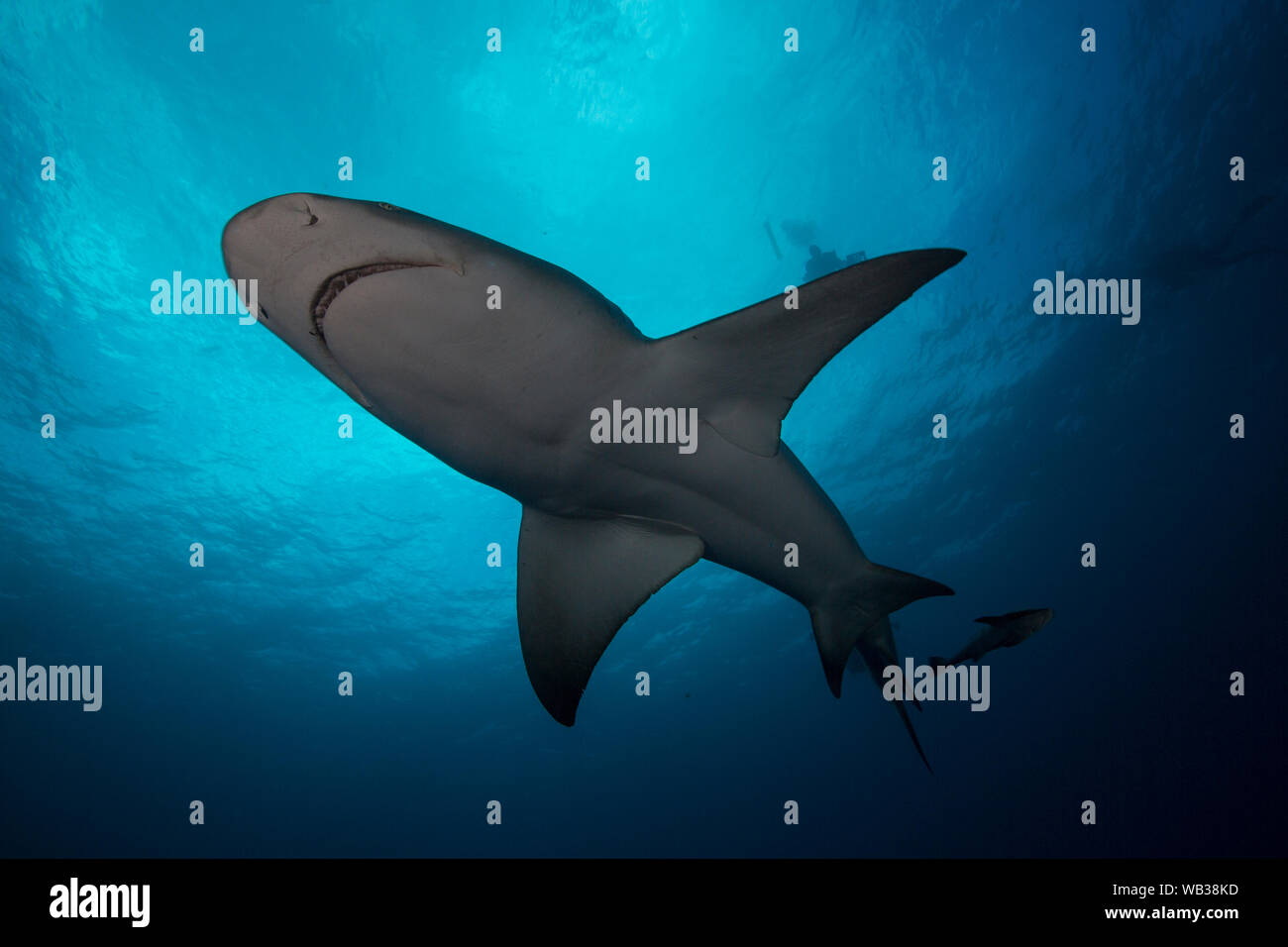 Lemon Shark Silhouetted in the Blue, Jupiter, Florida Stock Photo Alamy