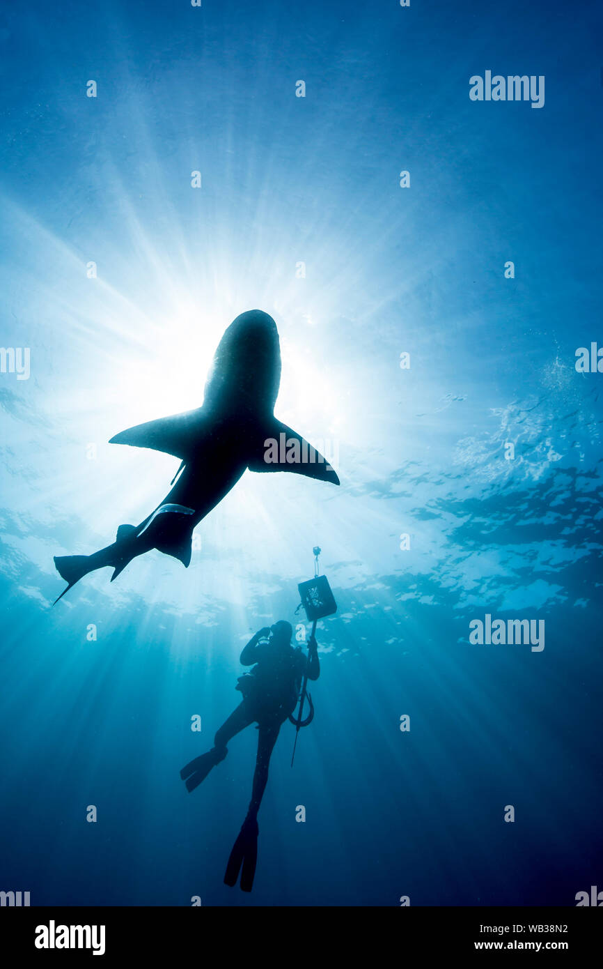 Lemon Shark and Diver Silhouetted in the Sun, Jupiter, Florida Stock Photo
