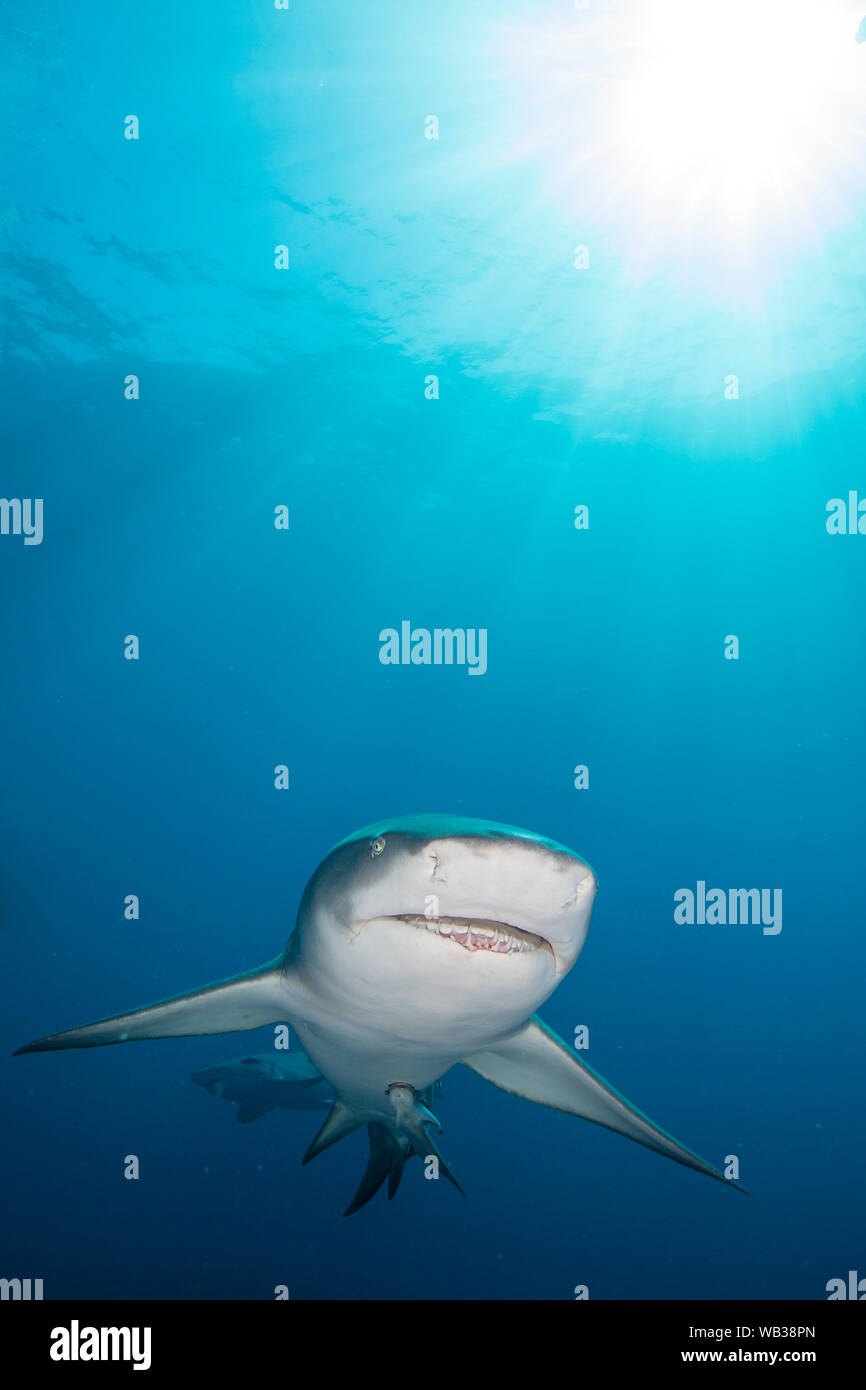 Lemon Shark Shines in the Sun, Jupiter, Florida Stock Photo