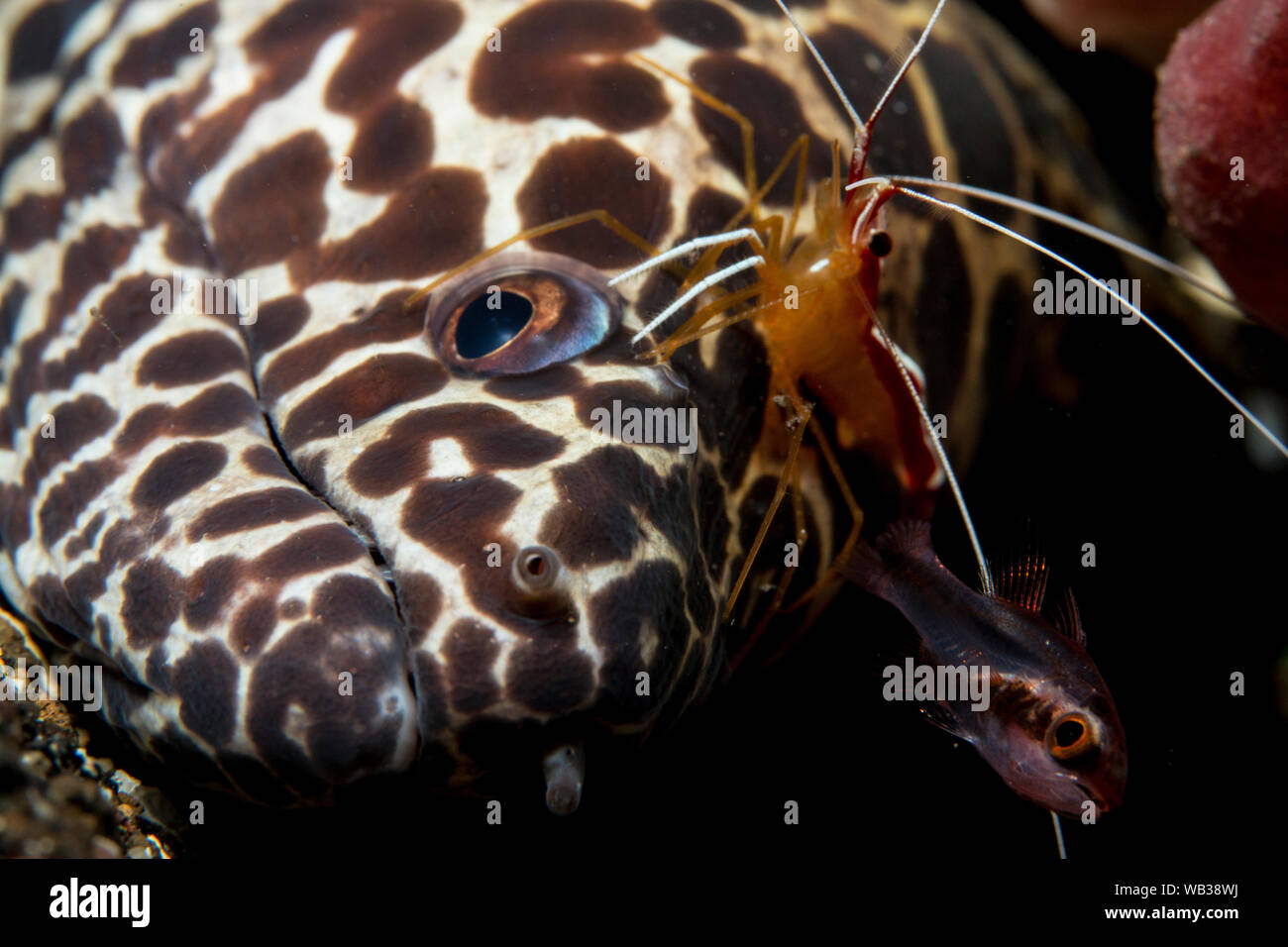 Moray Eel Manicured by Cleaner Shrimp, Bali Indonesia Stock Photo