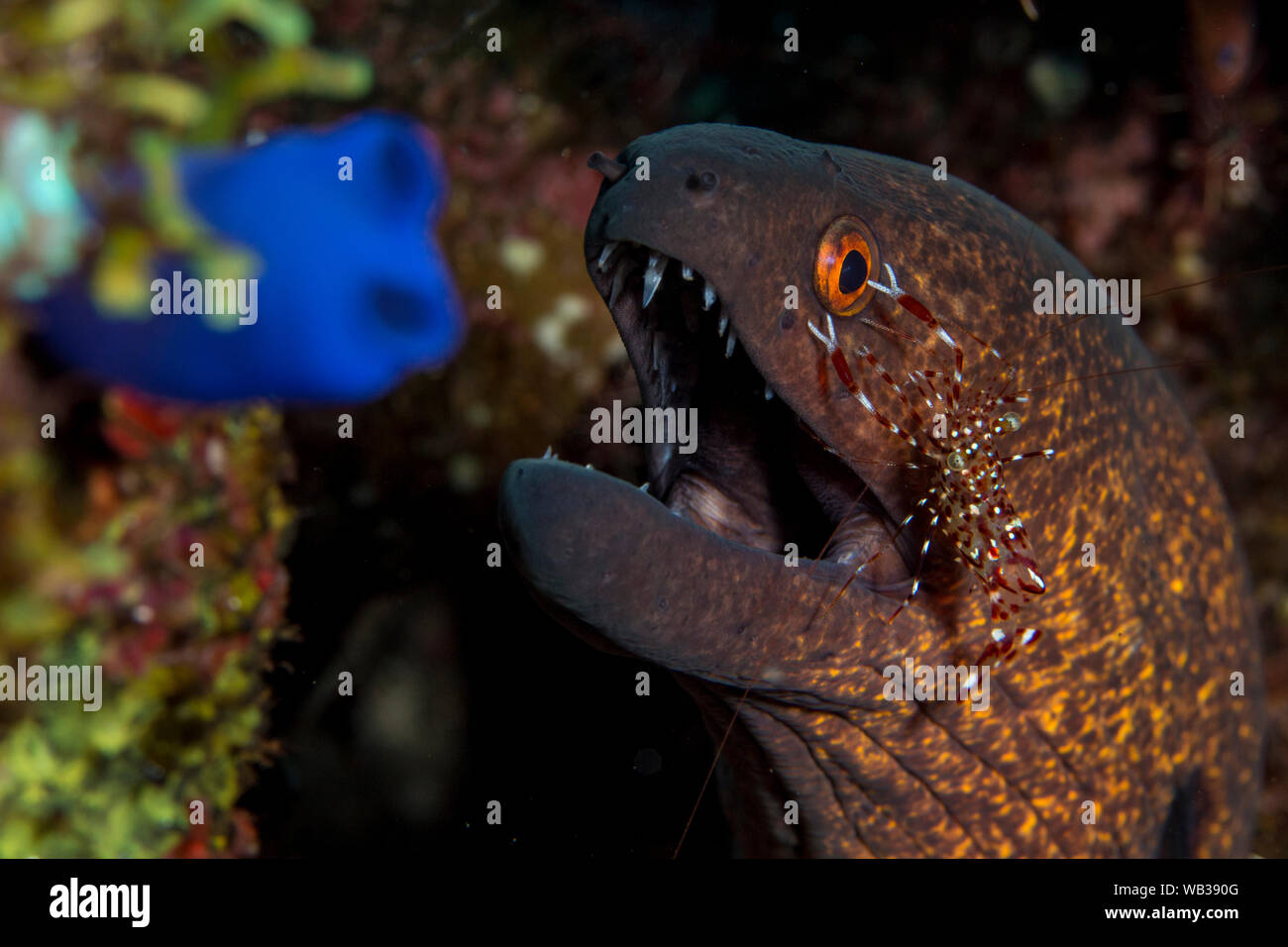 Moray Eel Manicured by Cleaner Shrimp, Bali Indonesia Stock Photo