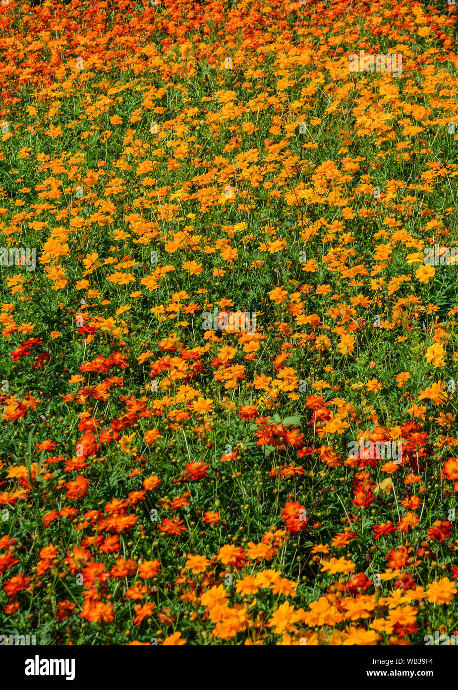 Flower field at spring time in Mekong Delta, Vietnam. Stock Photo