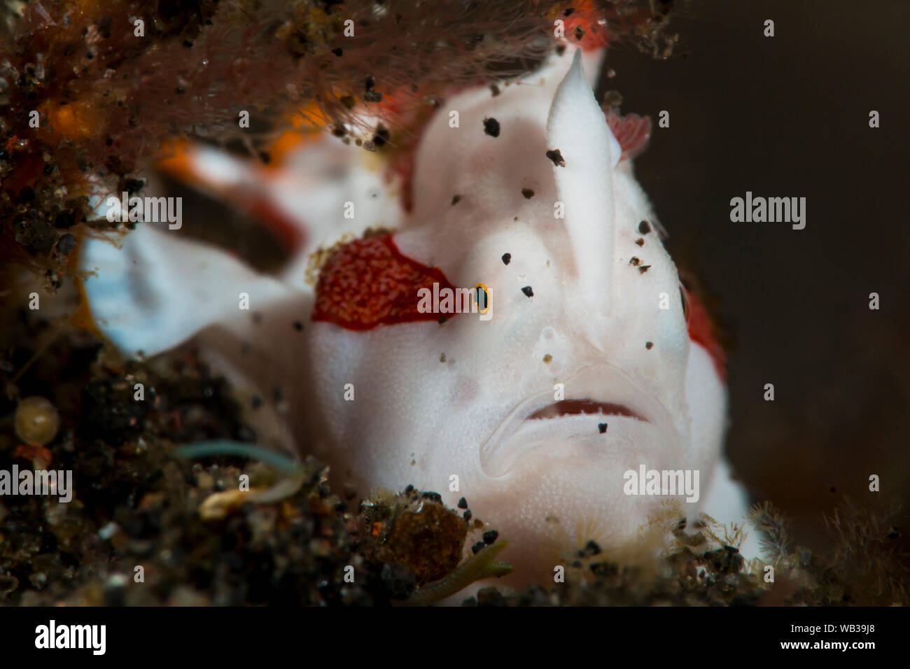 Tiny Juvenile Clown Frogfish in Black Volcanic Sand, Bali Indonesia Stock Photo