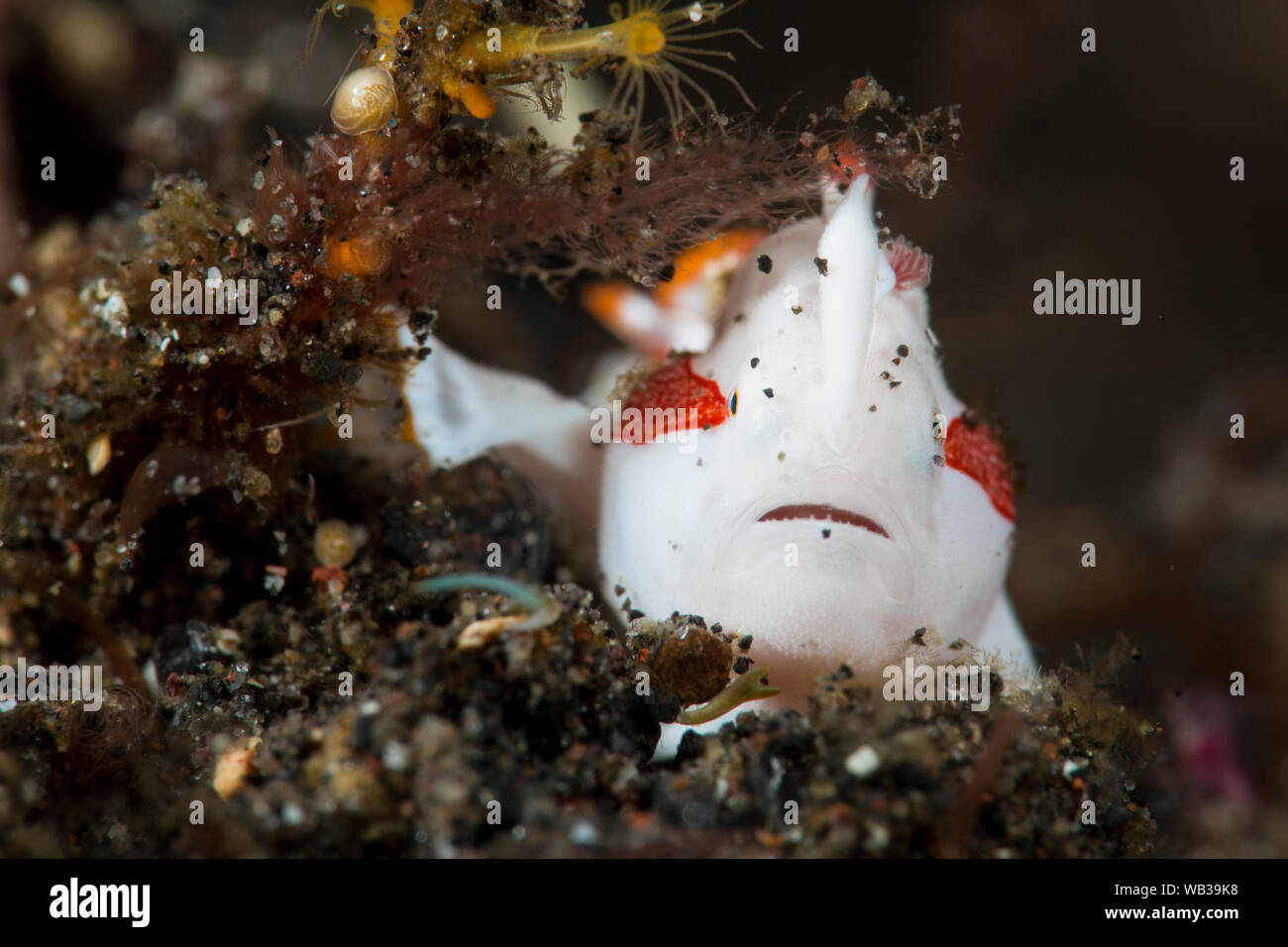 Tiny Juvenile Clown Frogfish in Black Volcanic Sand, Bali Indonesia Stock Photo