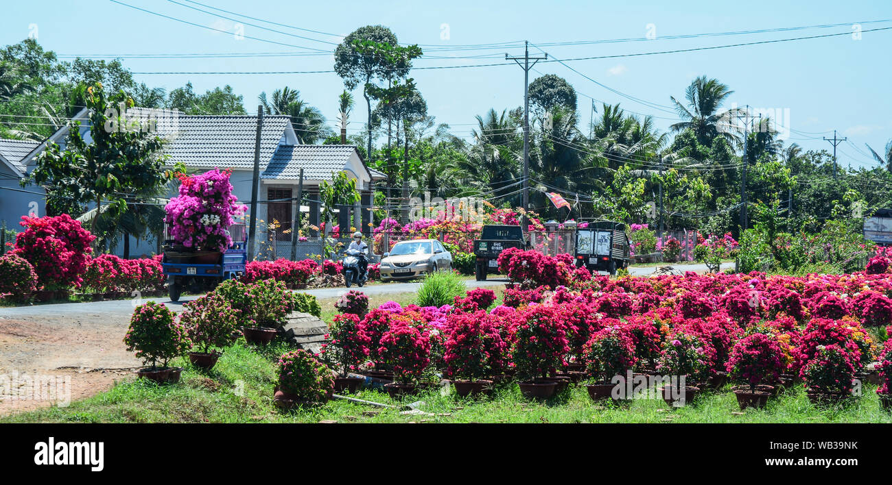 Ben Tre, Vietnam - Jan 31, 2016. Flower field at spring time in Ben Tre, Mekong Delta, Vietnam. Stock Photo