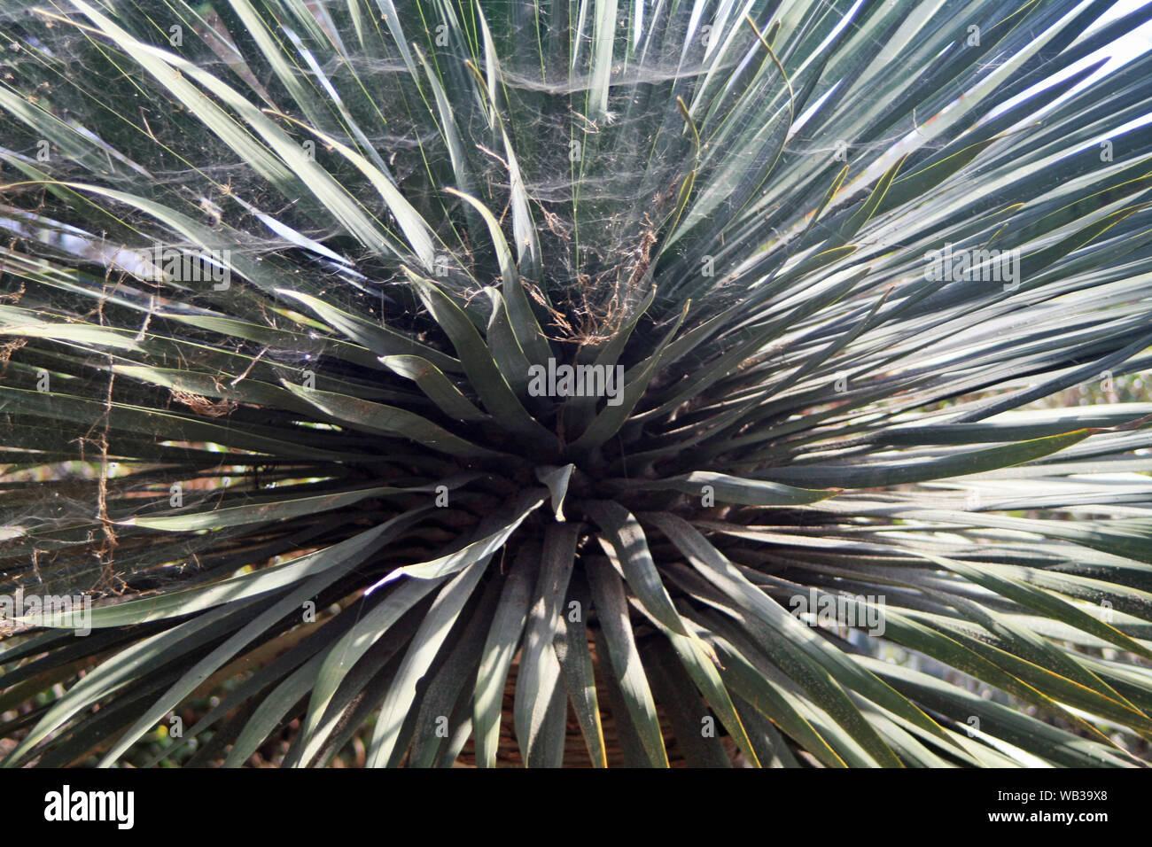 Yuccapalme Stock Photo
