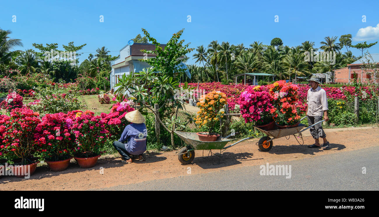 Ben Tre, Vietnam - Jan 31, 2016. Flower field at spring time in Ben Tre, Mekong Delta, Vietnam. Stock Photo