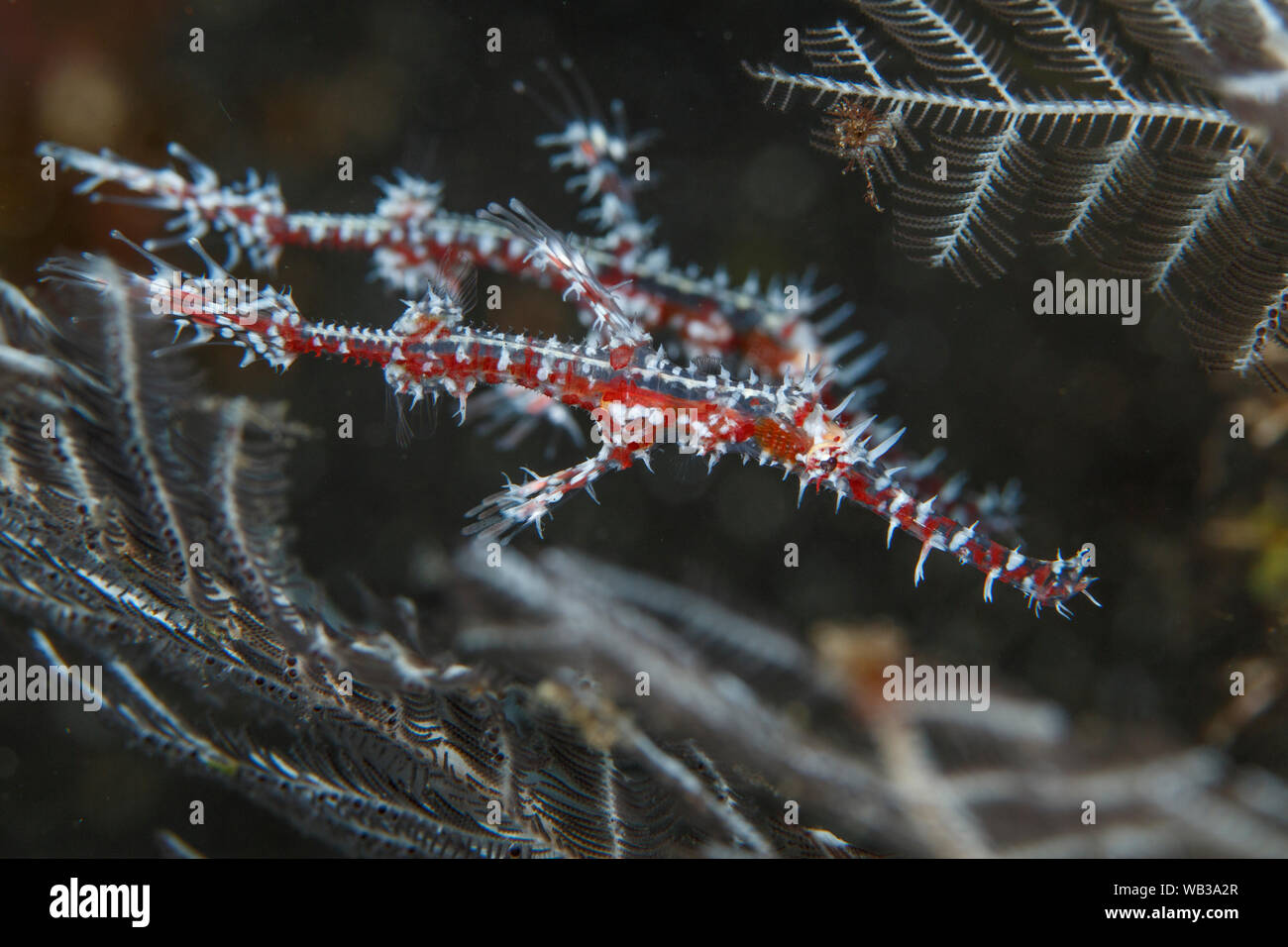 Ornate Ghost Pipefish Pair (Seahorse family) on a Gorgonian, Bali Indonesia Stock Photo