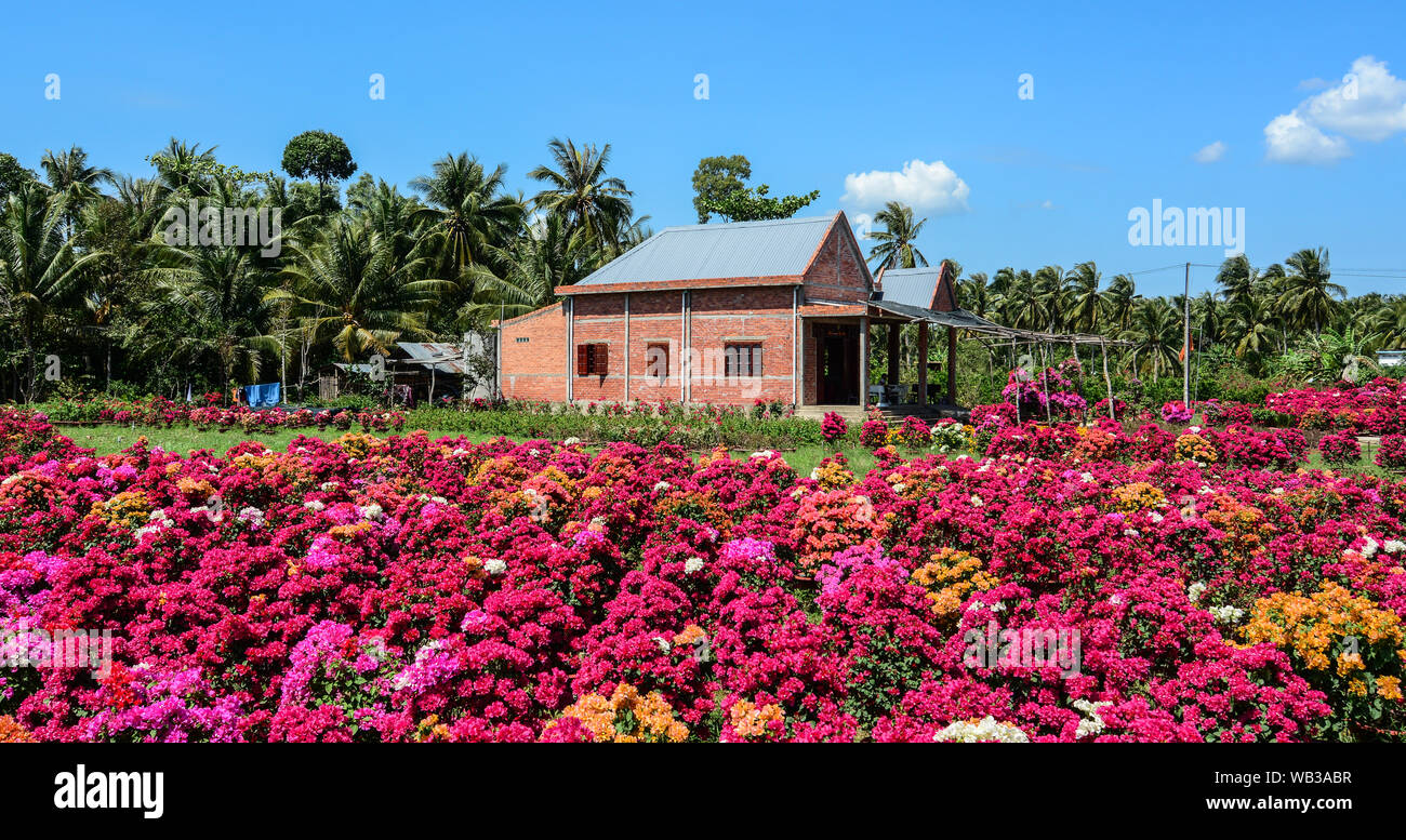 Flower field at spring time in Mekong Delta, Vietnam. Stock Photo