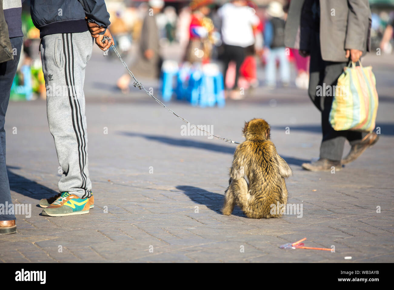 Marrakech, Morocco - March 12, 2019: Tourists taking photos with a monkey on a chain in Marrakech, Morocco. Stock Photo