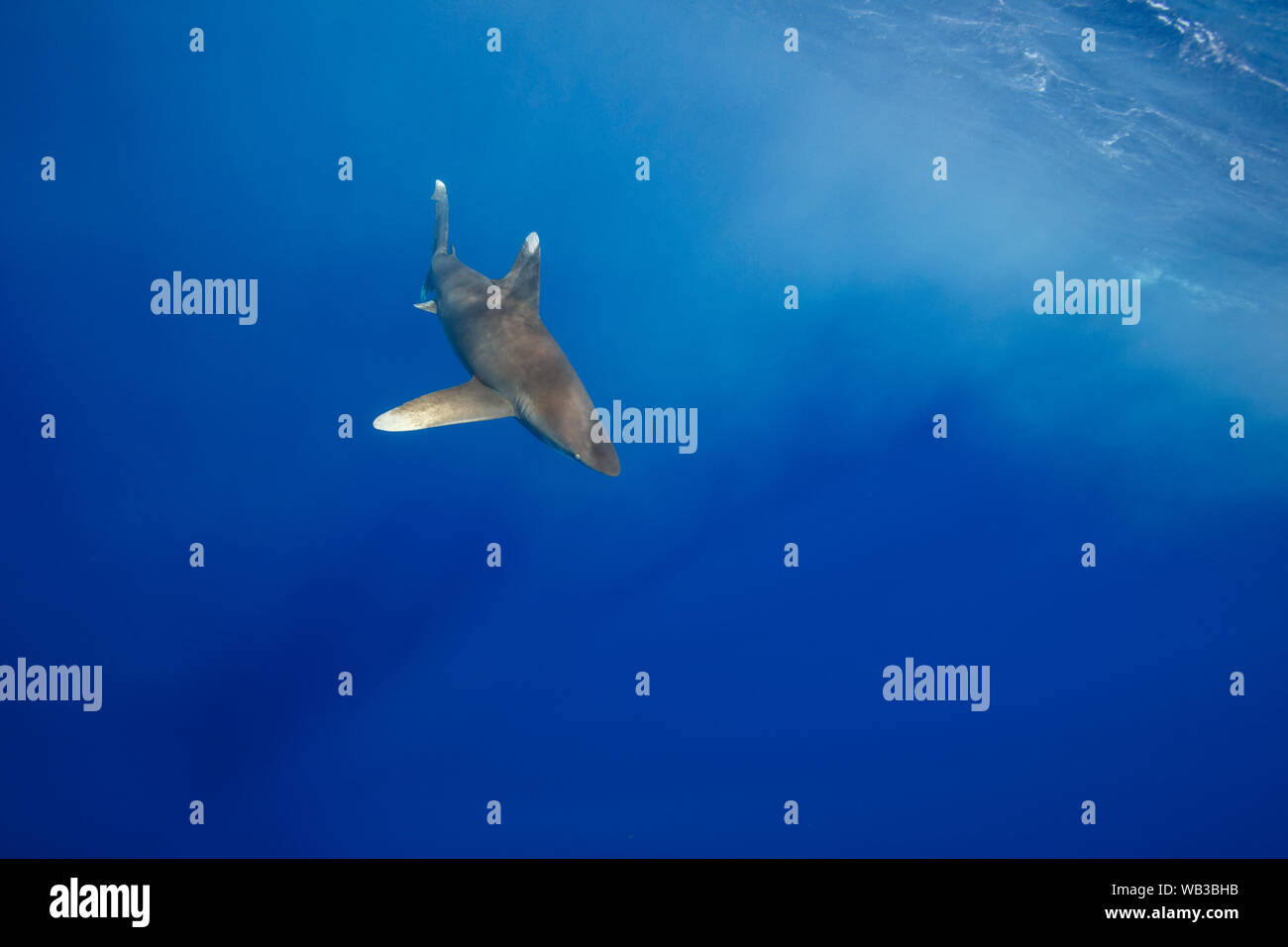 Oceanic Whitetip Shark, Cat Island, Bahamas Stock Photo
