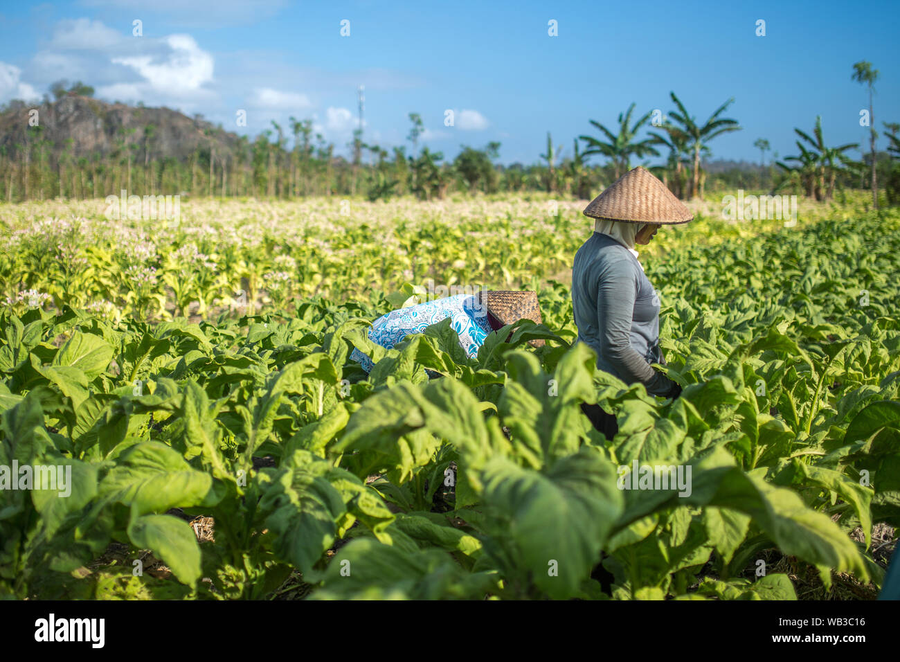 People working on tobacco farm on Lombok island, Indonesia. Stock Photo
