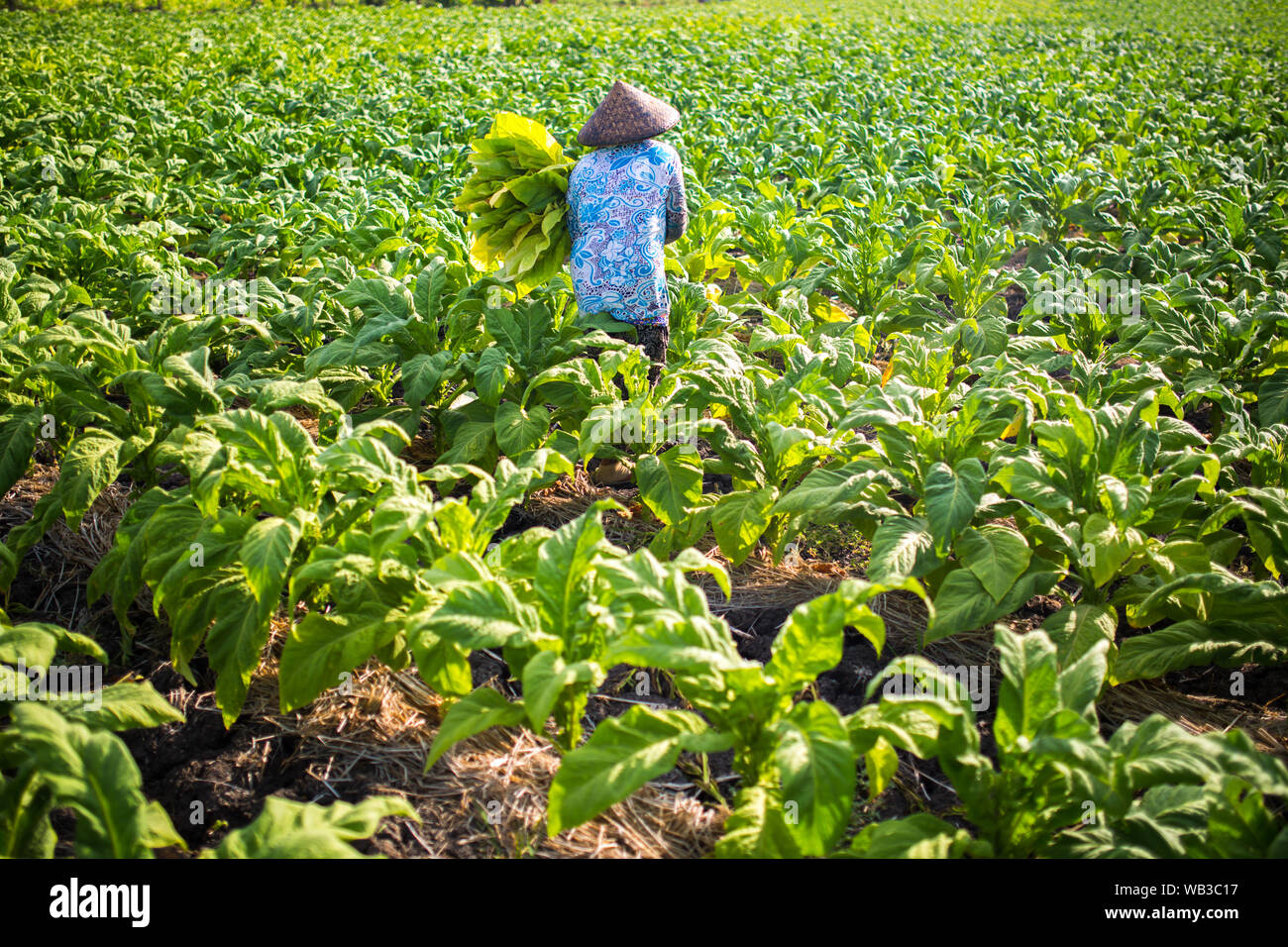 People working on tobacco farm on Lombok island, Indonesia. Stock Photo