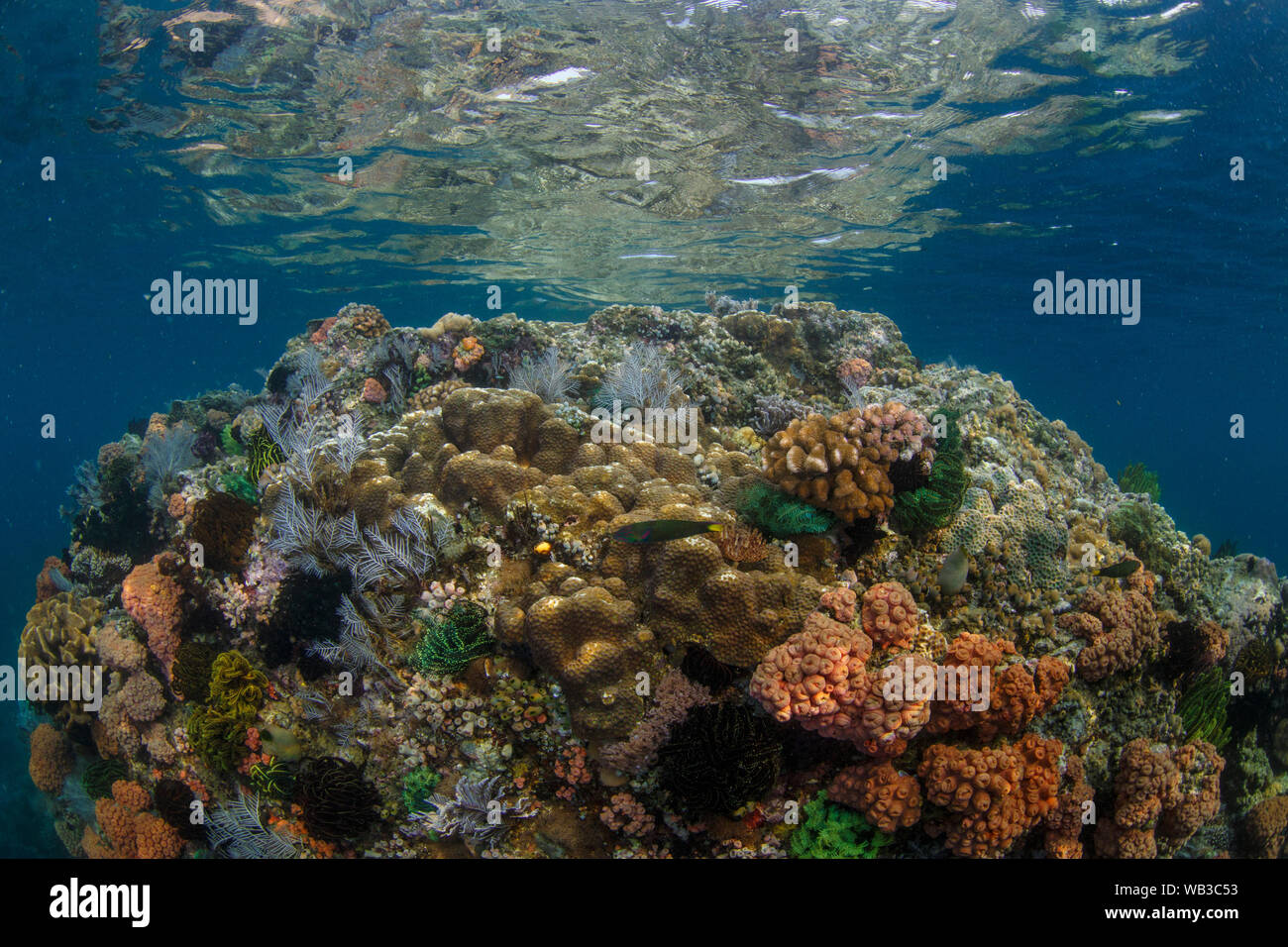 Reef Scene with Coral Reef Stock Photo