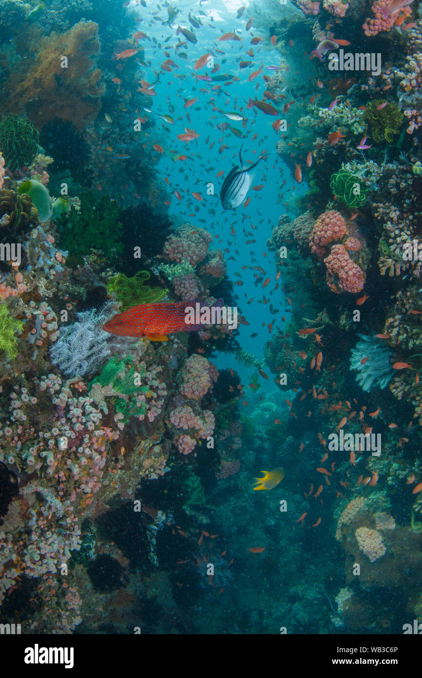 Reef Scene with Coral Reef and Fish Stock Photo