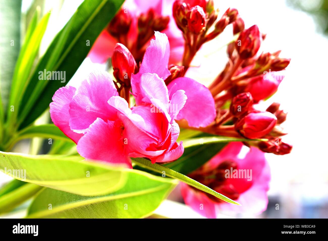 A bunch of Flower Stock Photo