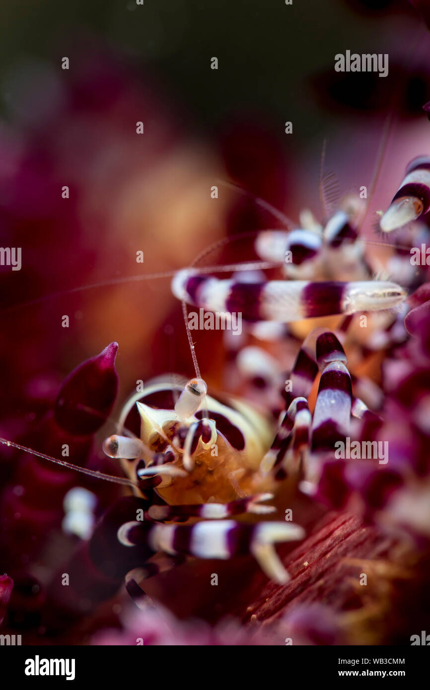 Coleman Shrimp on Fire Urchin, Anilao Philippines Stock Photo Alamy