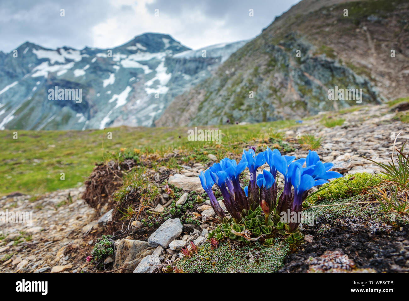 Gentiana alpine flower. Alpine flora of Glockner mountain massif (Glocknergruppe-Großglockner). Austrian Alps. Stock Photo
