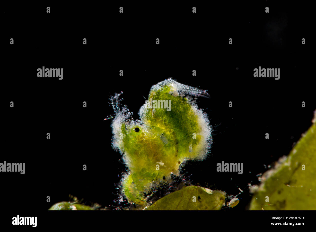Tiny Green Shrimp looks like a Leaf Stock Photo