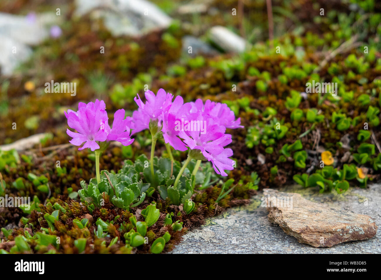Primula. Alpine flower. Alps of Schobergruppe mountaun massif. Hohe Tauern National Park. Austrian Alps. Stock Photo