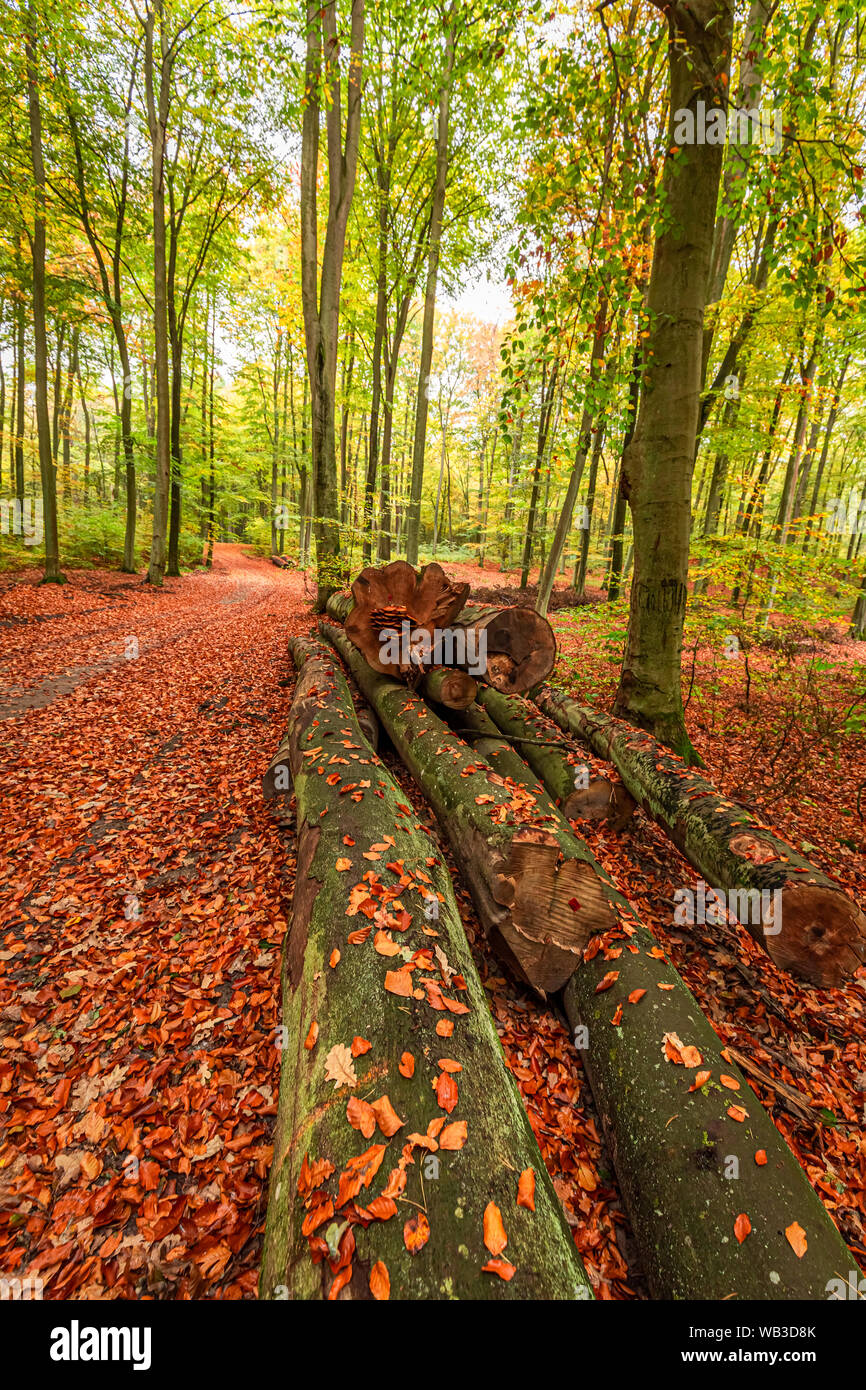 Amazing green leaves hi-res stock photography and images - Alamy