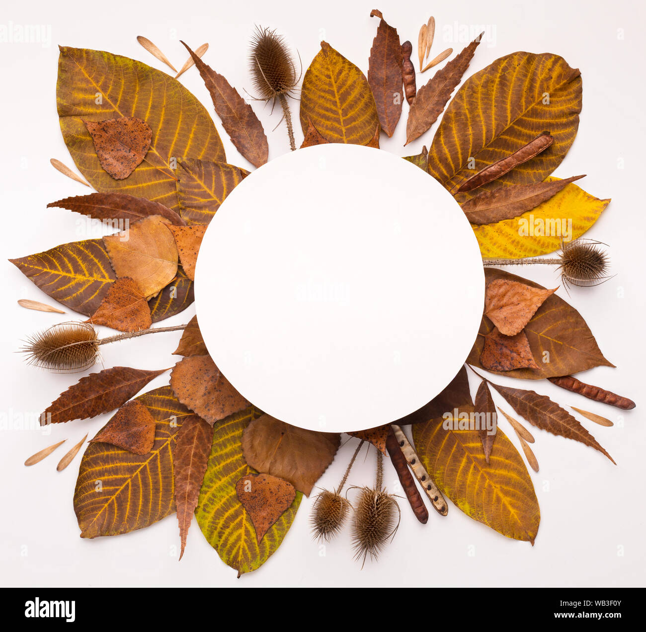 Autumn round frame of fallen leaves on white background Stock Photo - Alamy