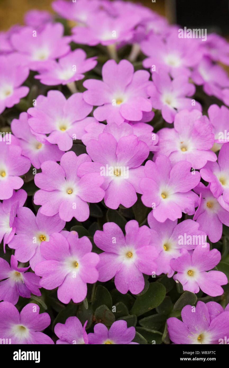 Primula allionii 'Elizabeth Earle' flowers growing in a protected environment. Stock Photo