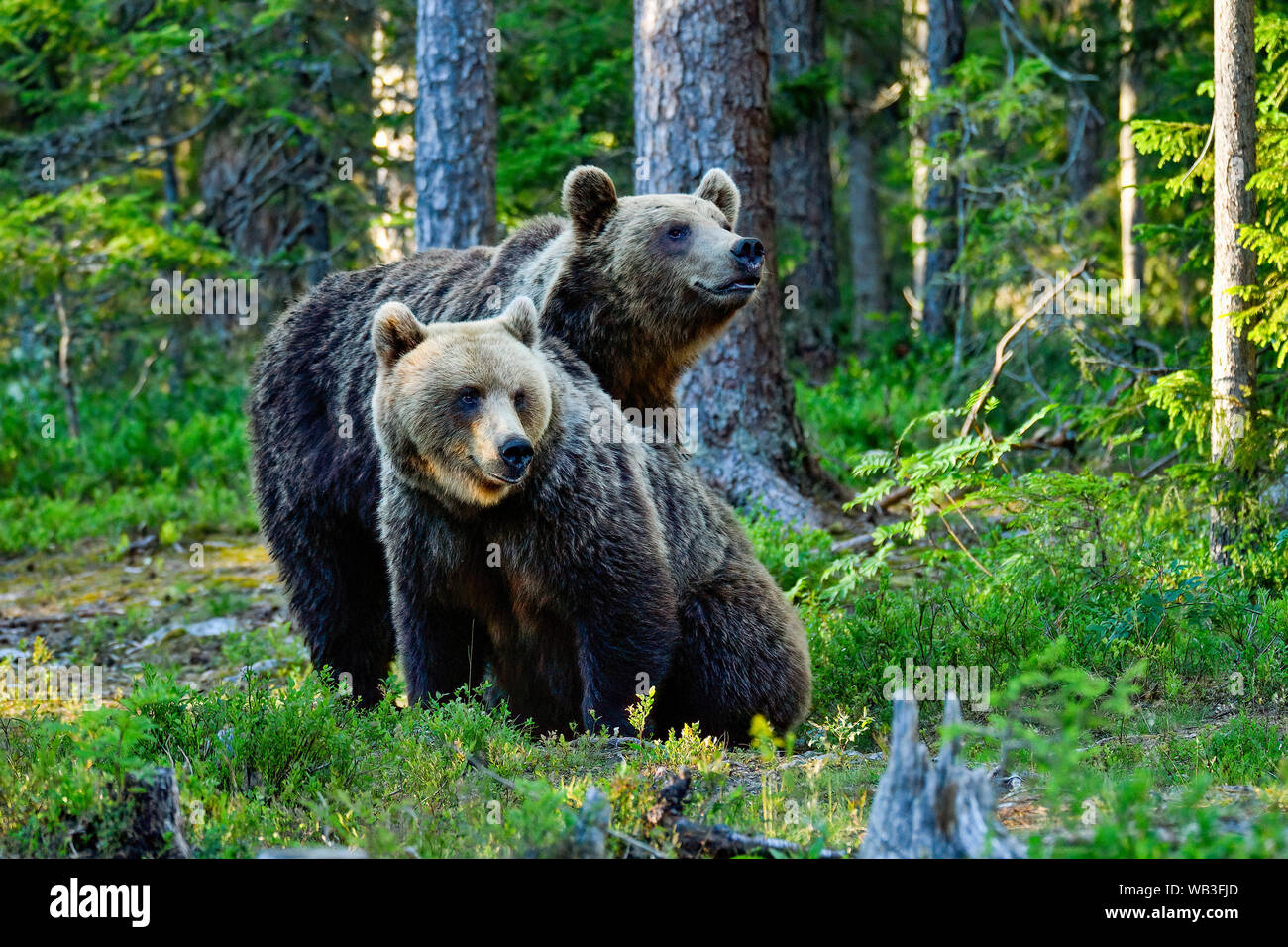 Brown bear brothers in the forest Stock Photo - Alamy
