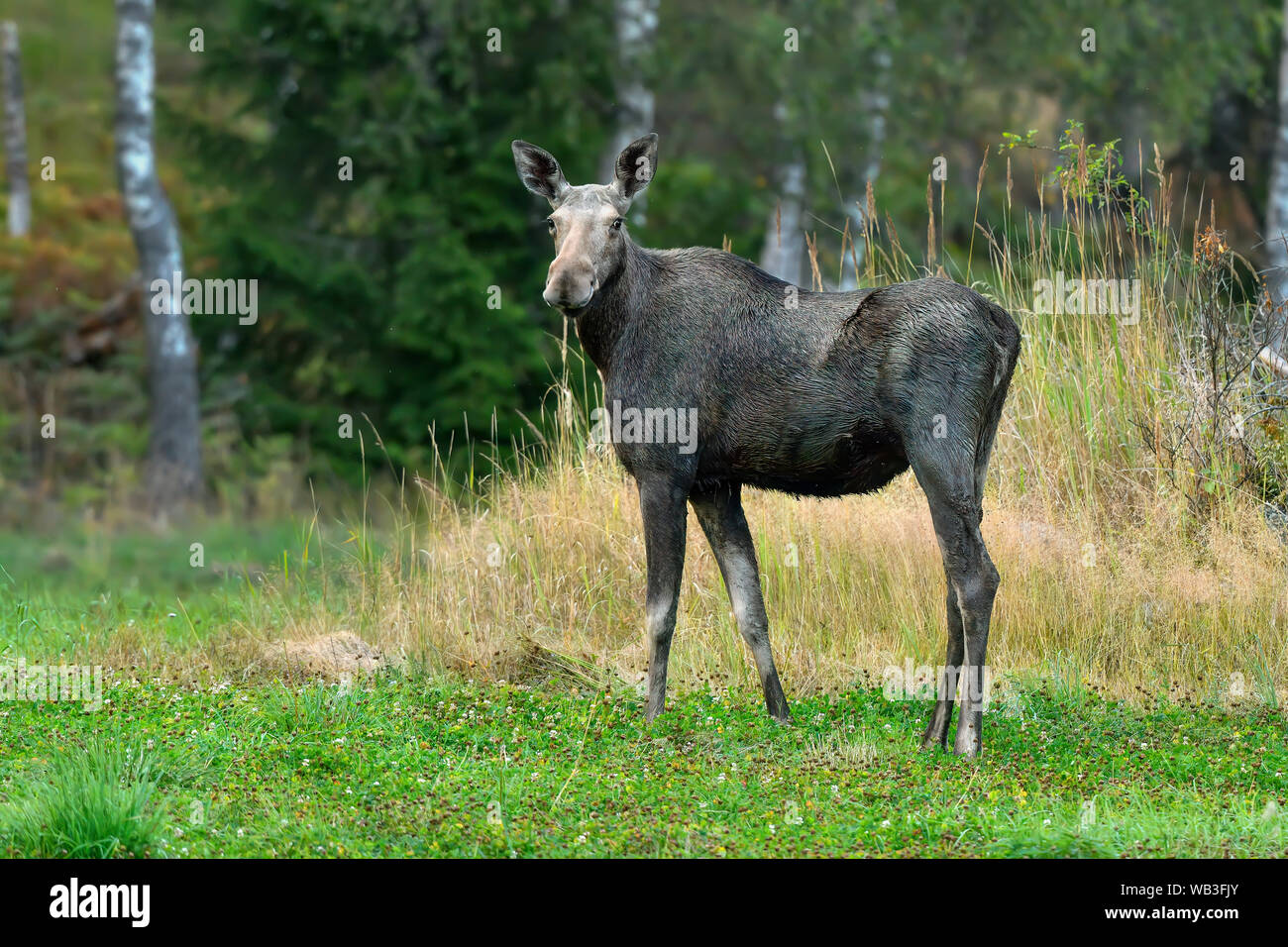 Moose cow on the pasture. Stock Photo