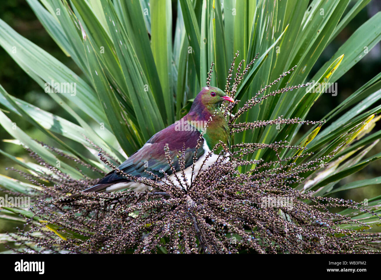 Cabbage Tree New Zealand High Resolution Stock Photography and Images