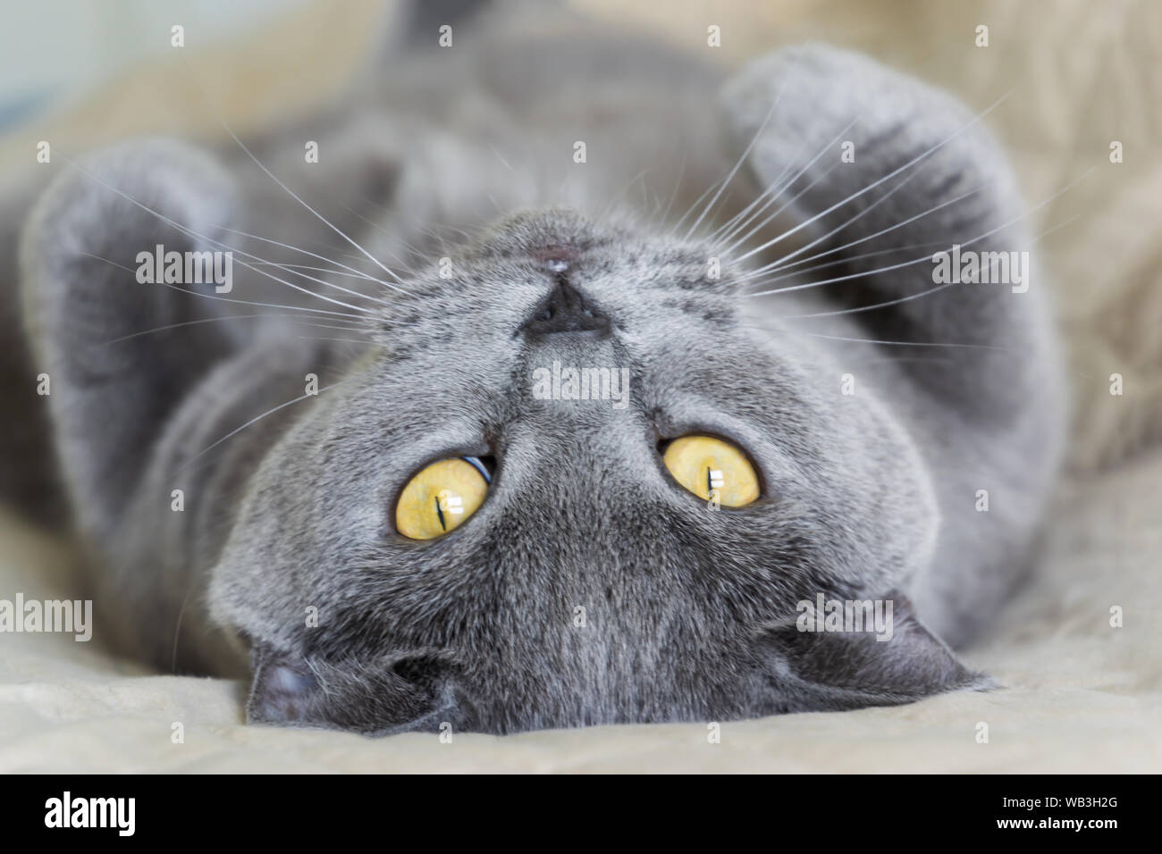 purebred british shorthair