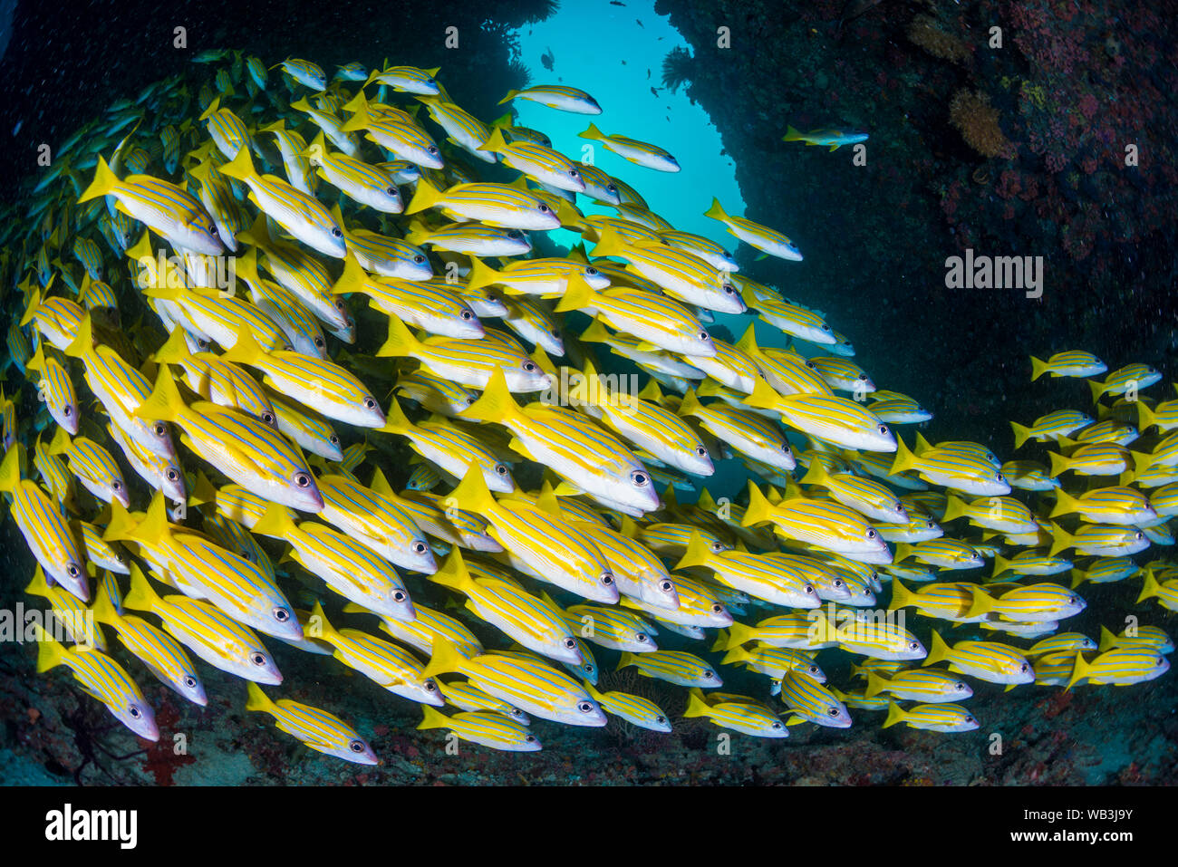 School of Blue banded snapper Stock Photo