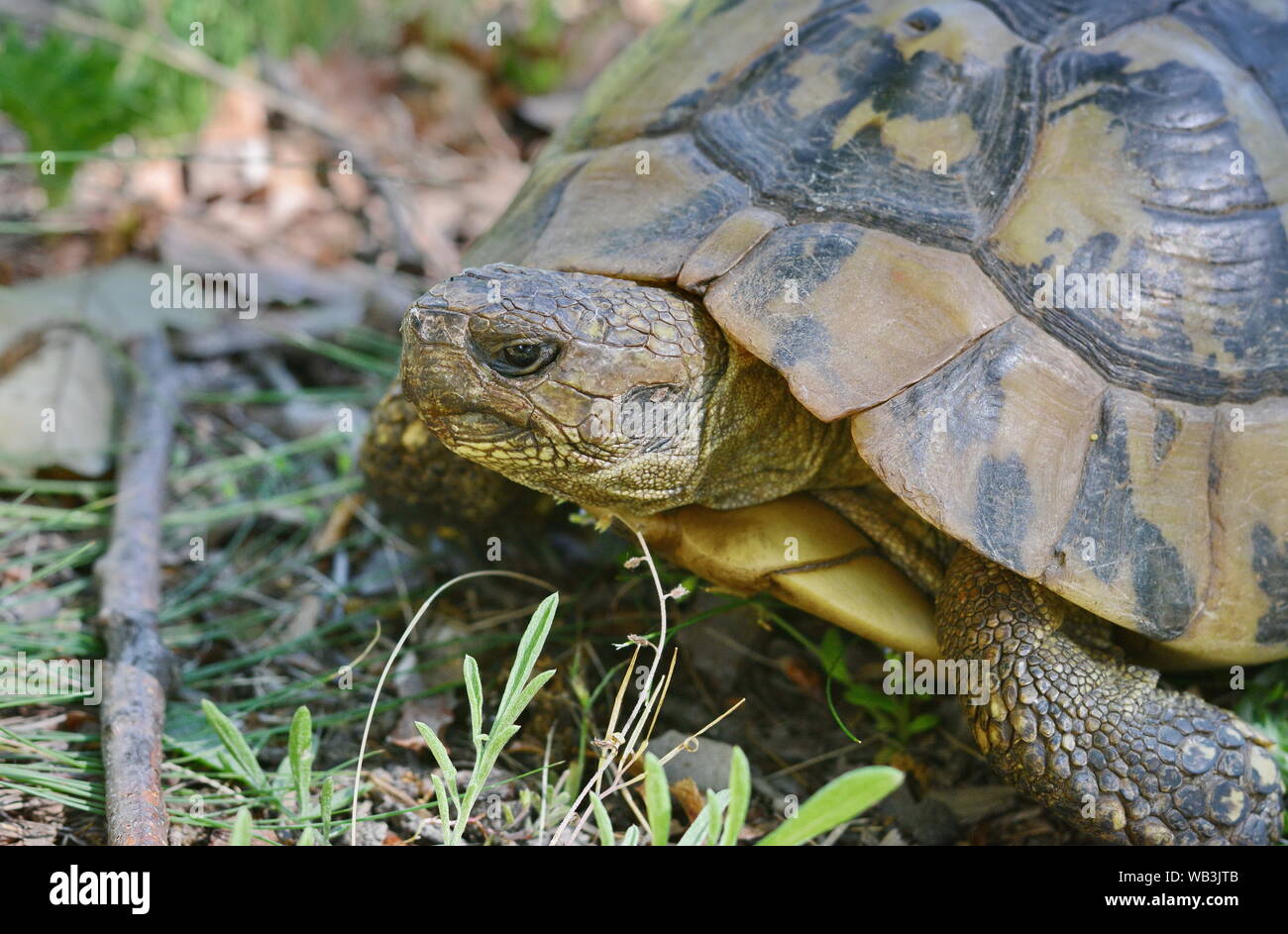 Forest turtle in a natural environment Stock Photo - Alamy