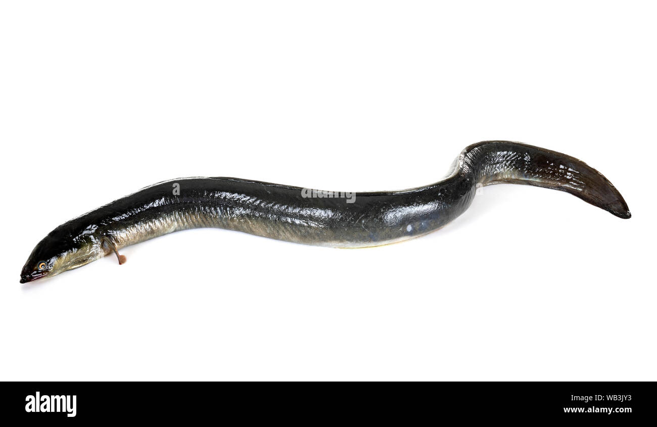 European eel in front of white background Stock Photo - Alamy