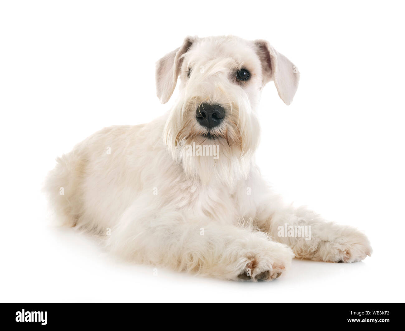miniature schnauzer in front of white background Stock Photo - Alamy
