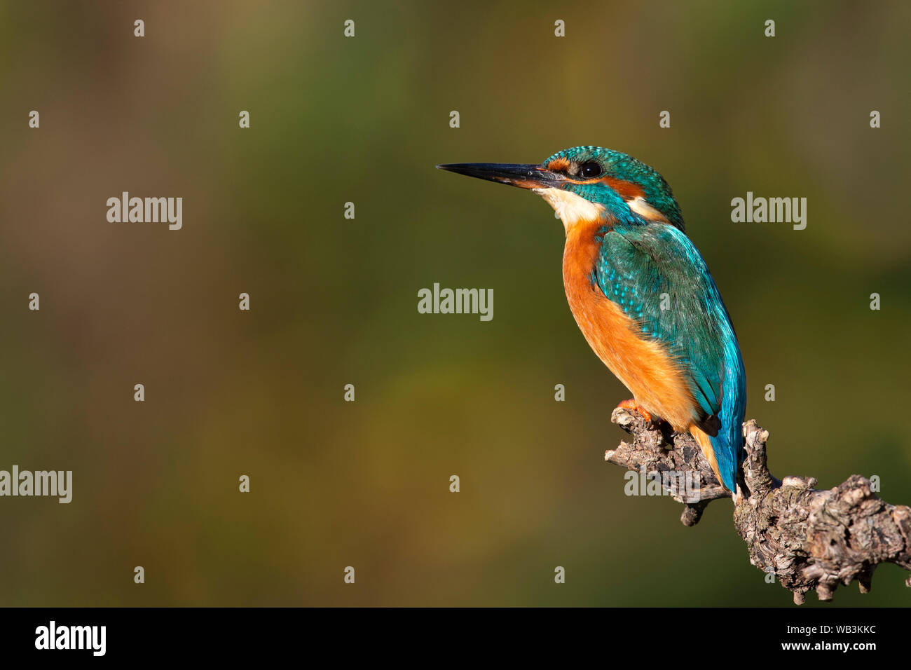 Portrait of a kingfisher Stock Photo