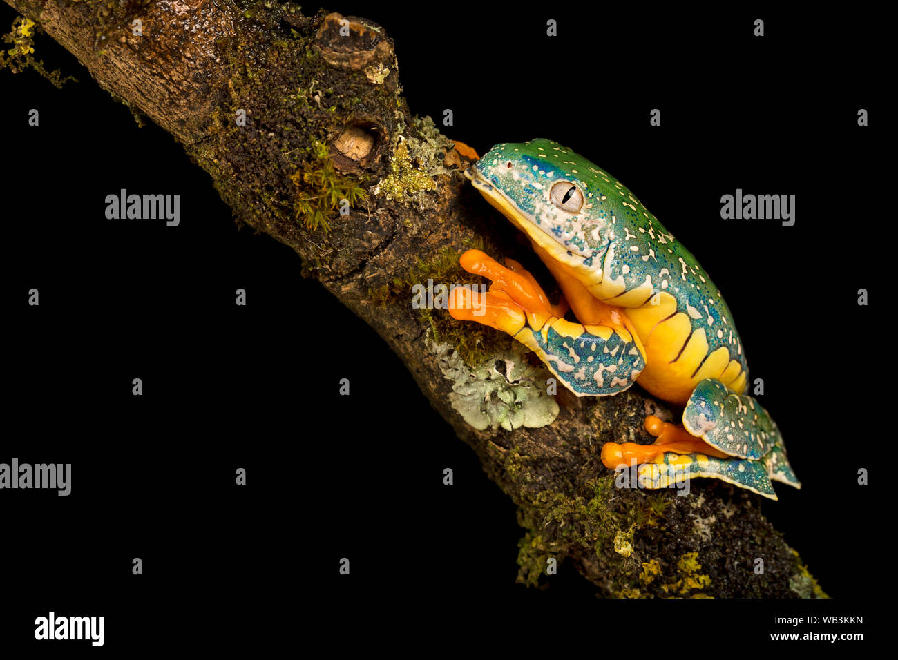 Fringed leaf frog Stock Photo