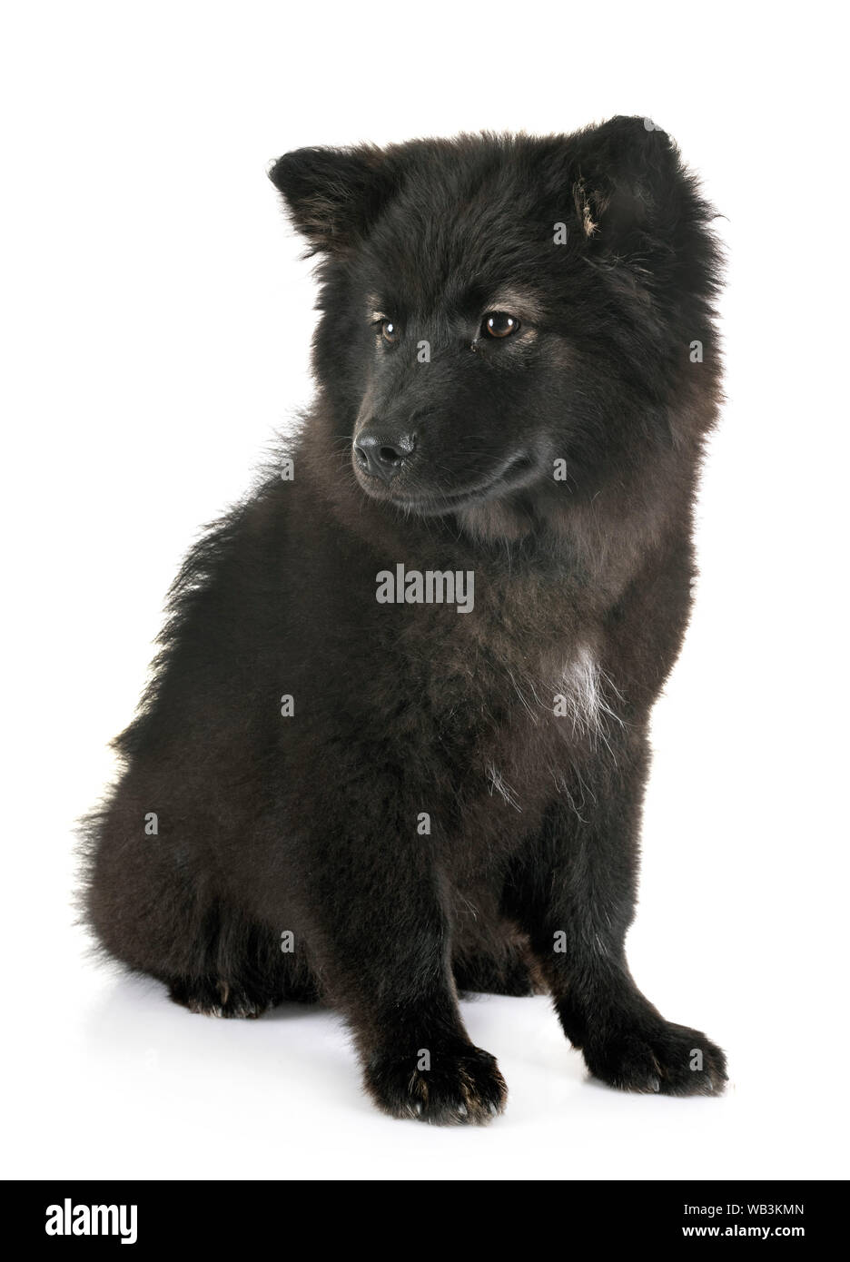 puppy Finnish Lapphund in front of white background Stock Photo - Alamy