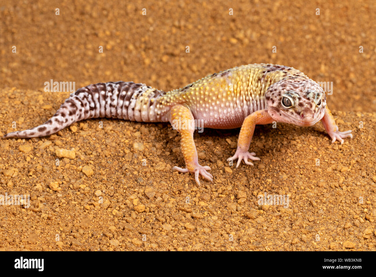Leopard Gecko Stock Photo