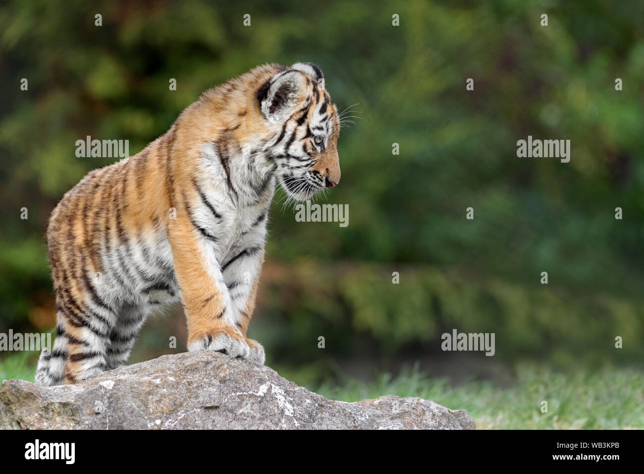 Amur tiger cub Stock Photo