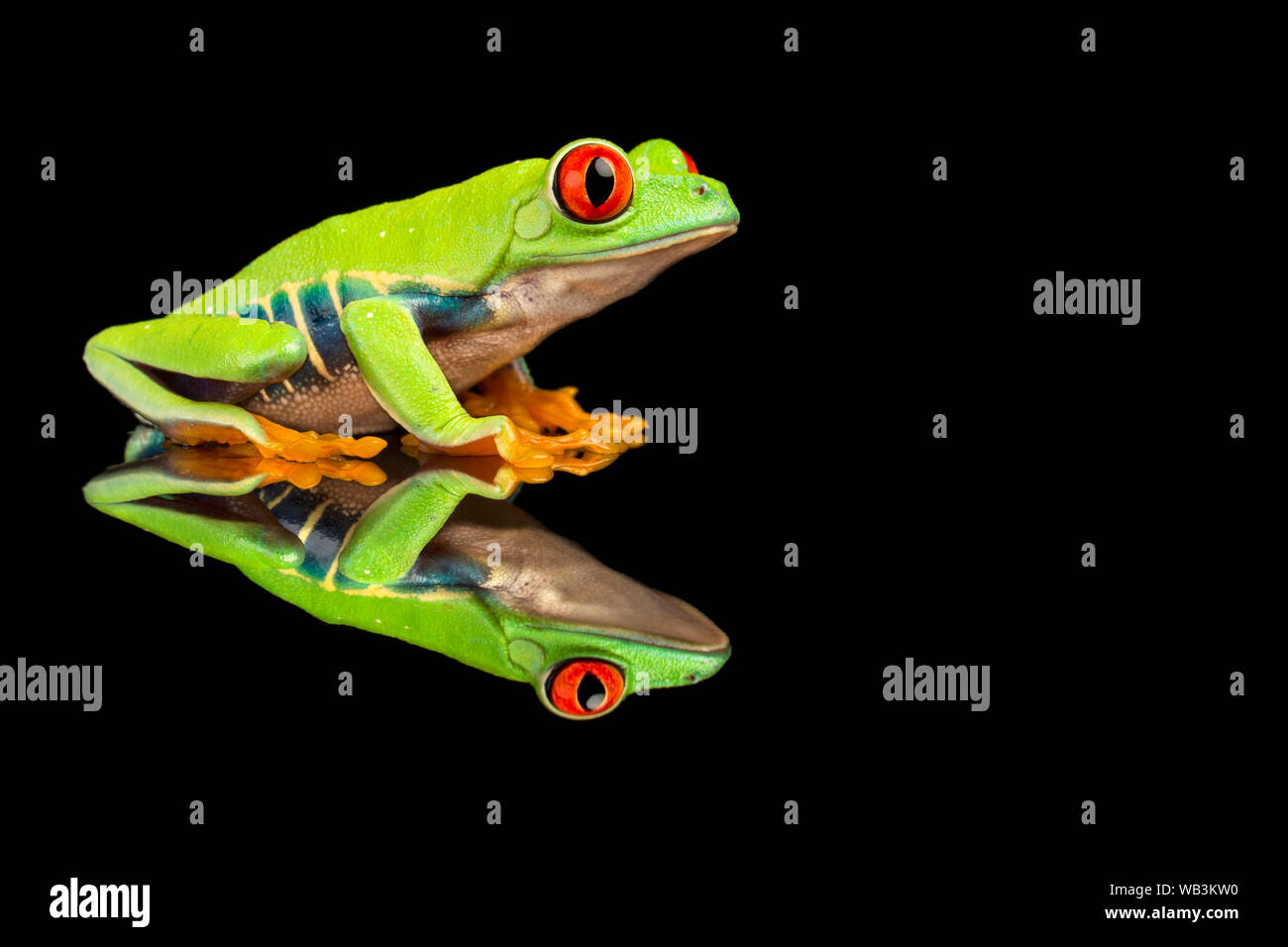 Red eyed tree frog Stock Photo