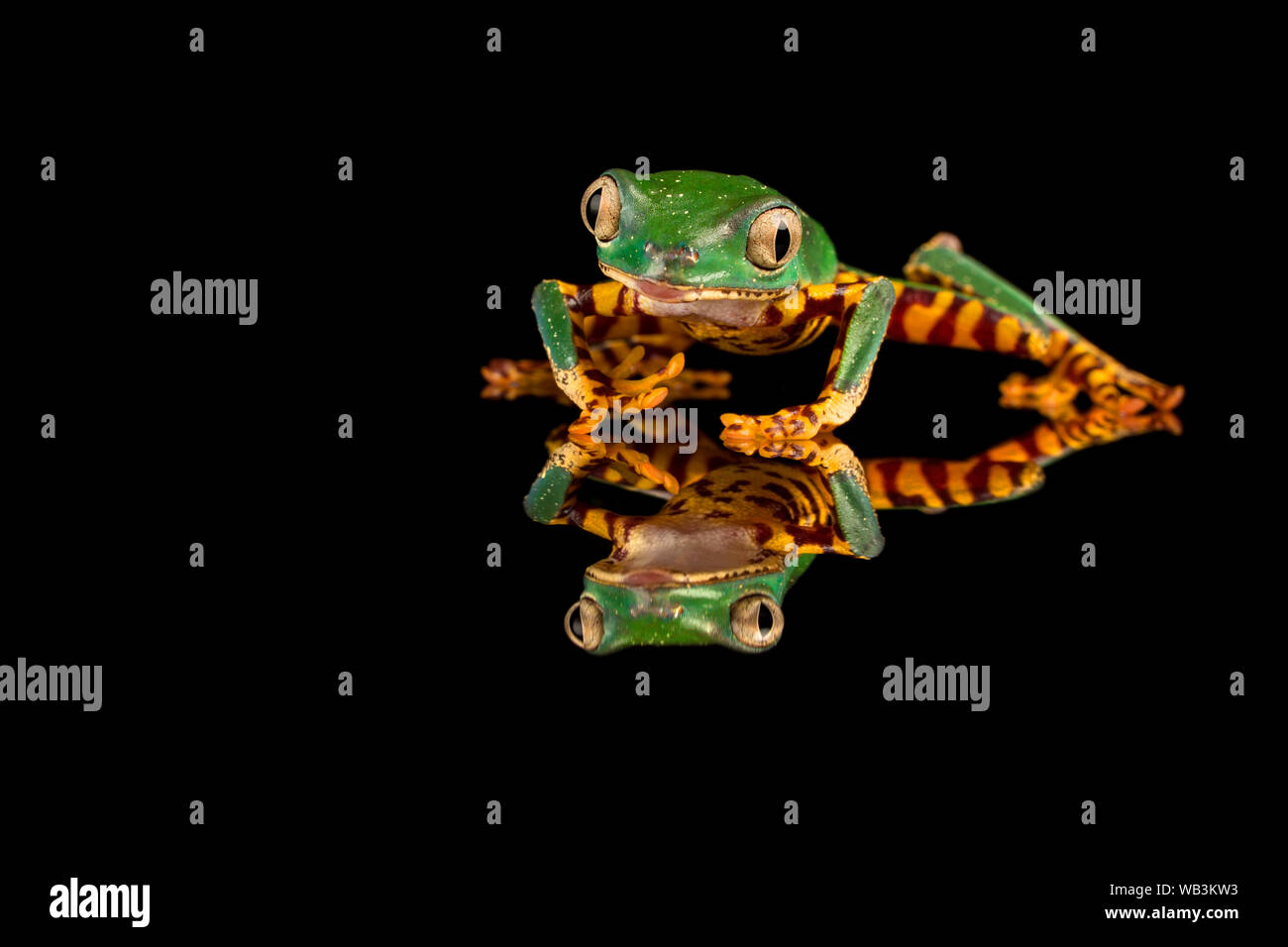 Super tiger legged waxy monkey frog Stock Photo