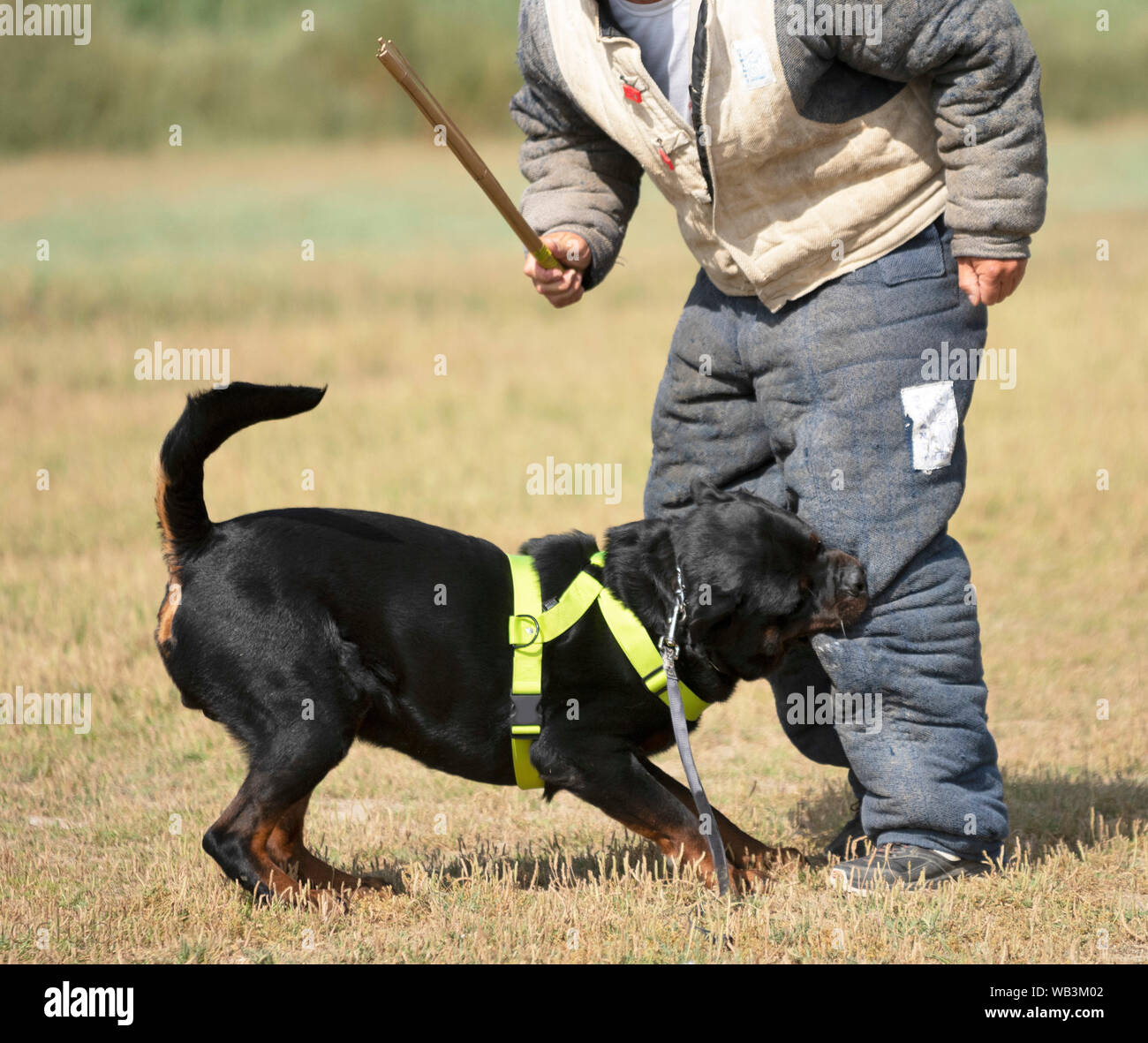 Police fashion guard dogs