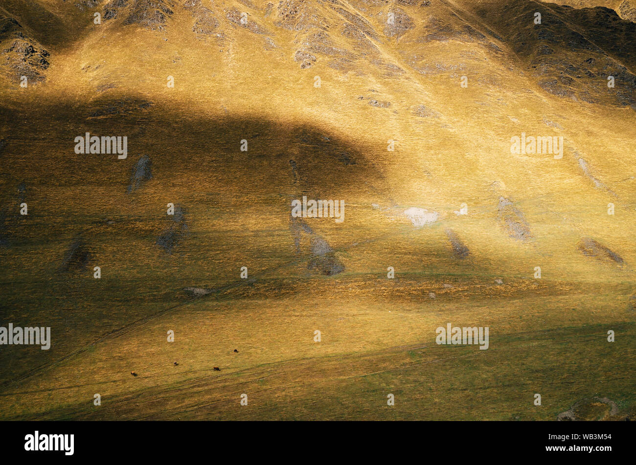 Autumn landscape with cow grazing on big grass hills mountain pastures. The mountain slopes in Ushguli, Upper Svaneti, Georgia Stock Photo