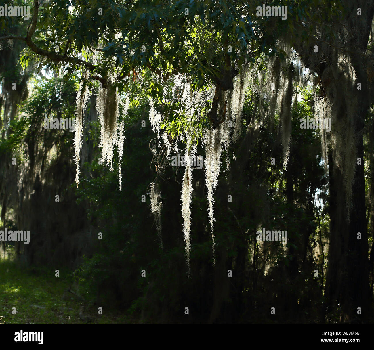 Spanish moss on a tree branch in coastal Stock Photo Alamy