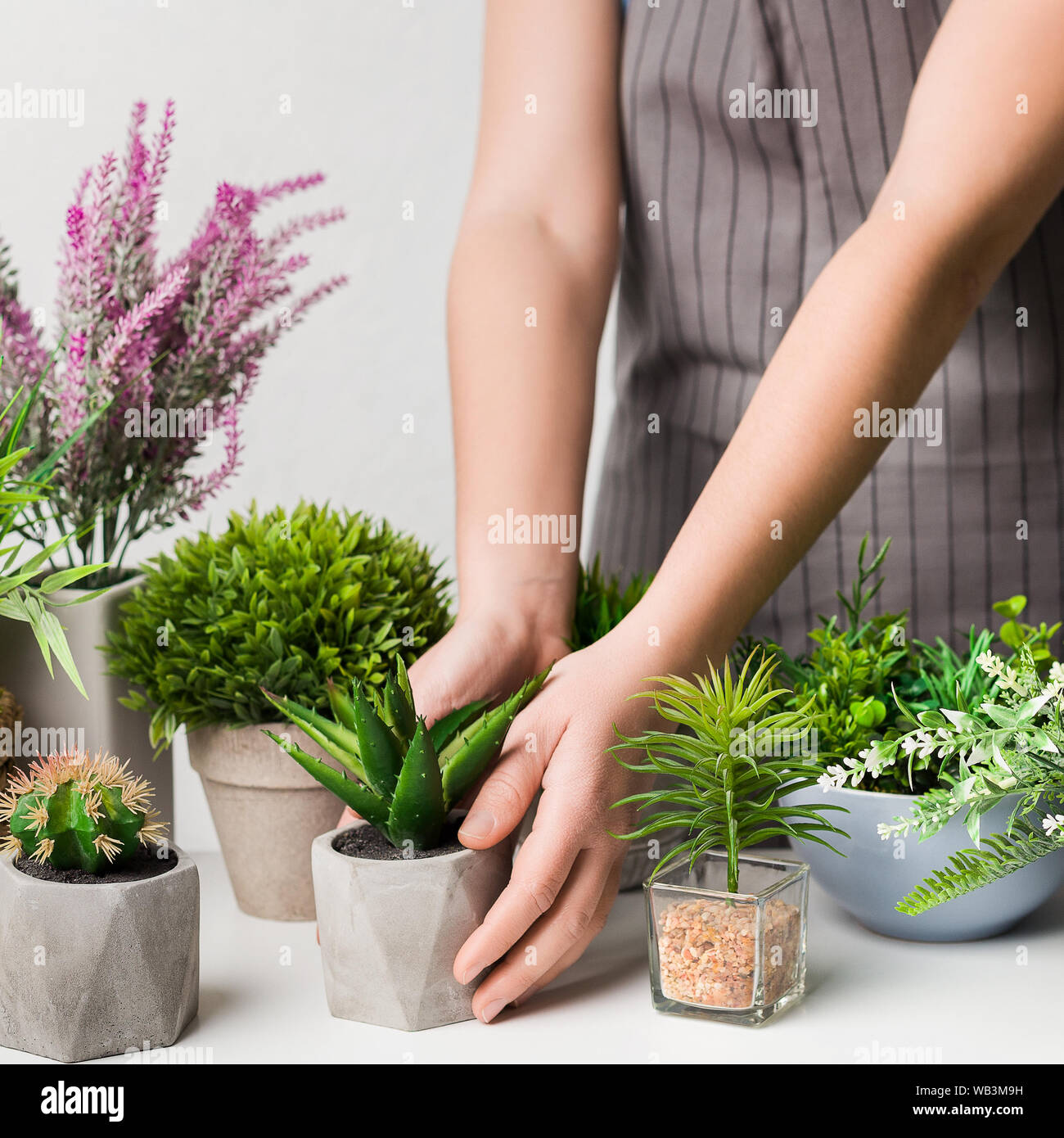 Woman looking after various potted houseplants, crop Stock Photo