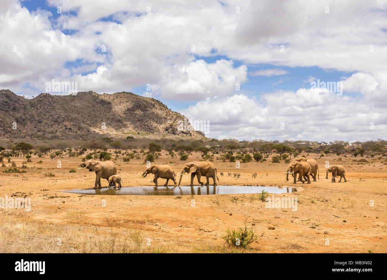Herd of african elephants on savannah plains in Tsavo East park, Kenya ...
