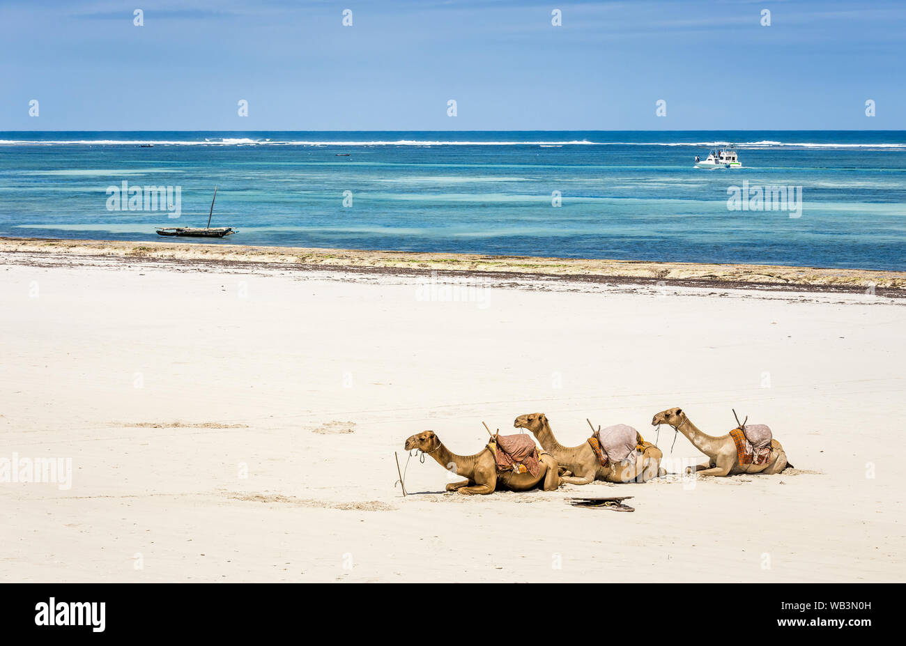 Camel and Diani beach seascape with turquoise Indian Ocean,  Kenya Stock Photo