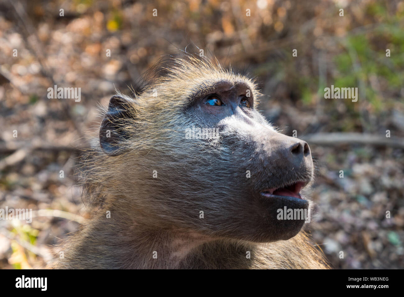 Chacma Baboon Close-Up Portrait in Victoria Falls National Park, Zimbabwe Stock Photo