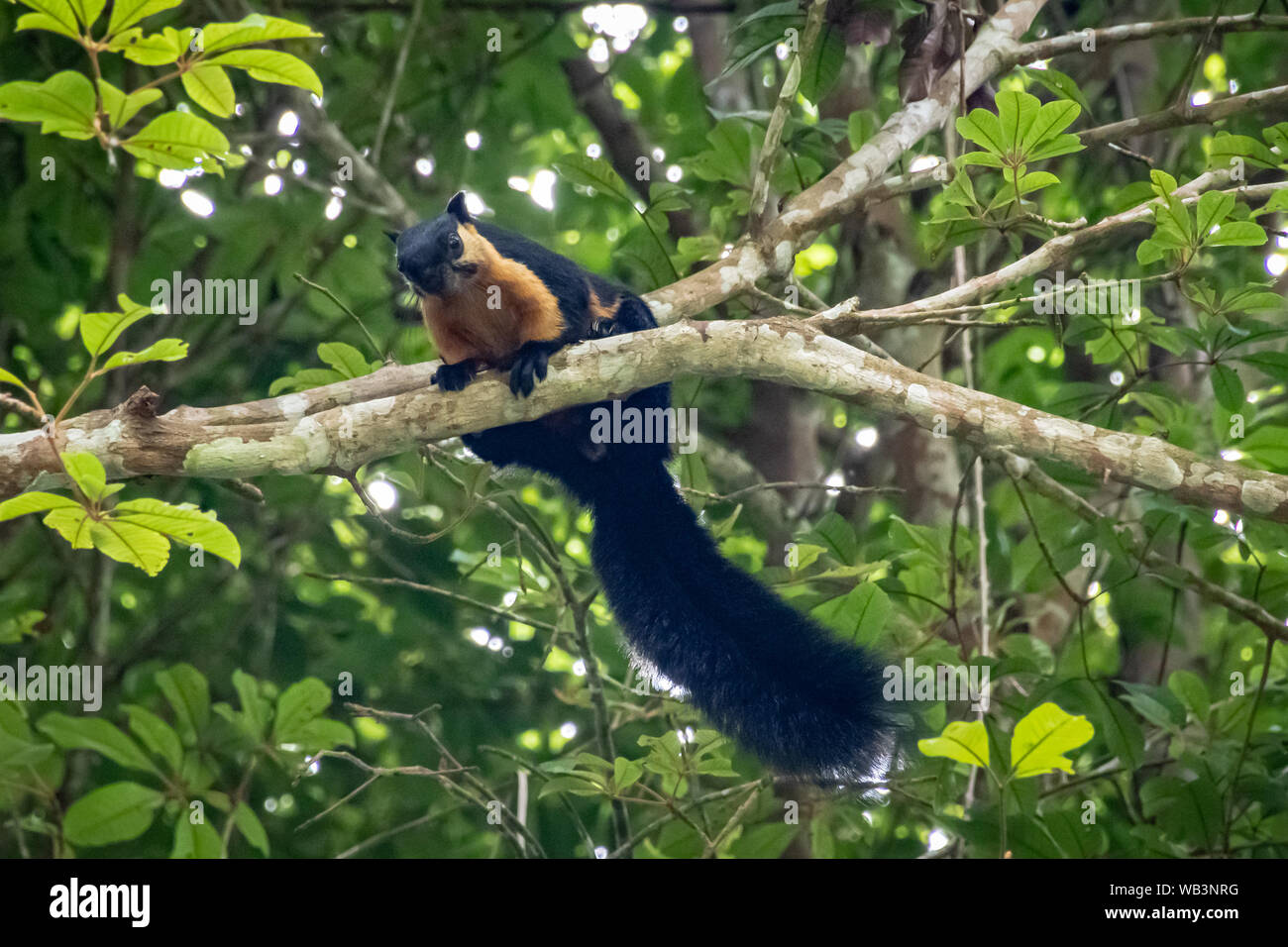 Brown and black squirrel tropical mammal in Malaysian rain forrest Stock Photo